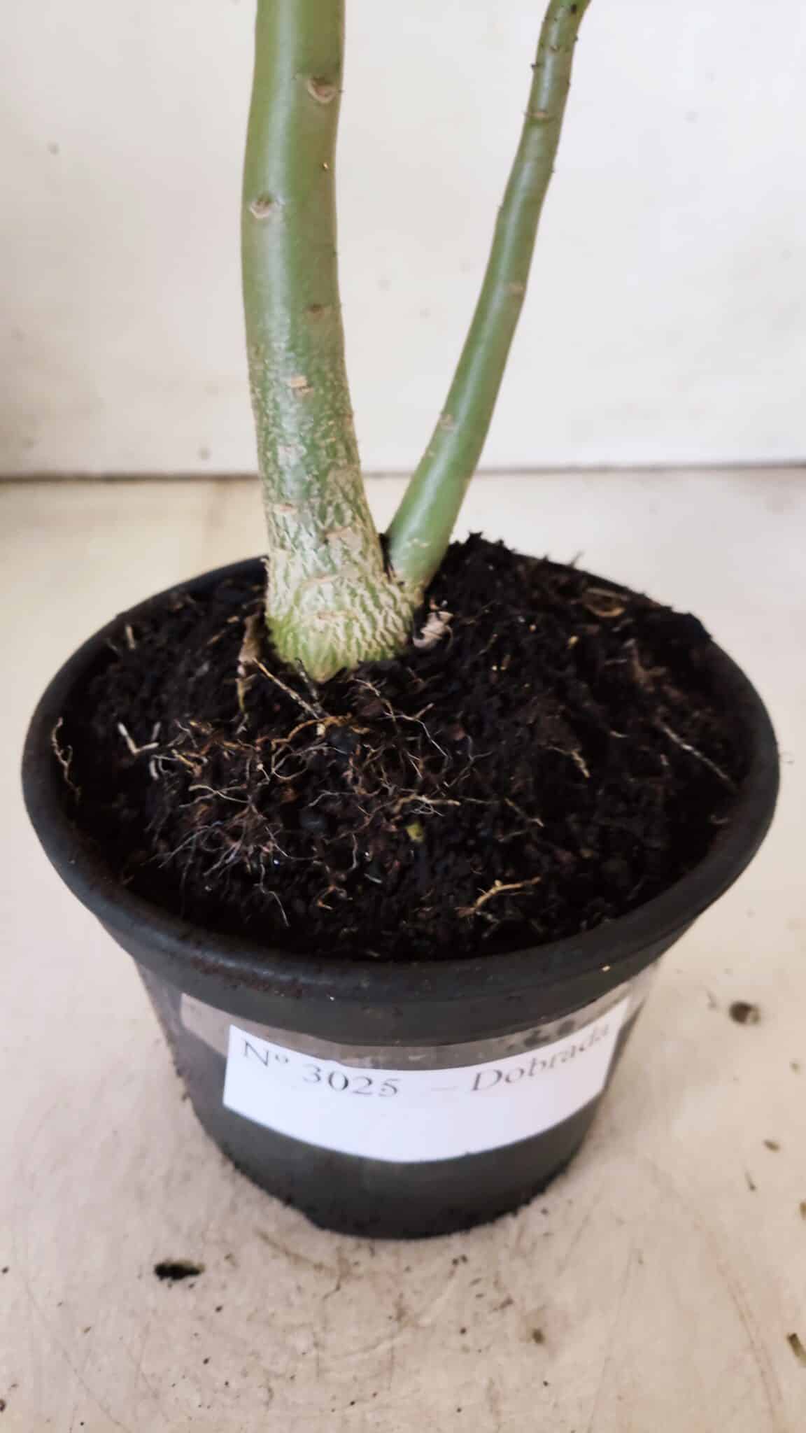 Planta Dobrada 3025 – 30cm – 02 anos