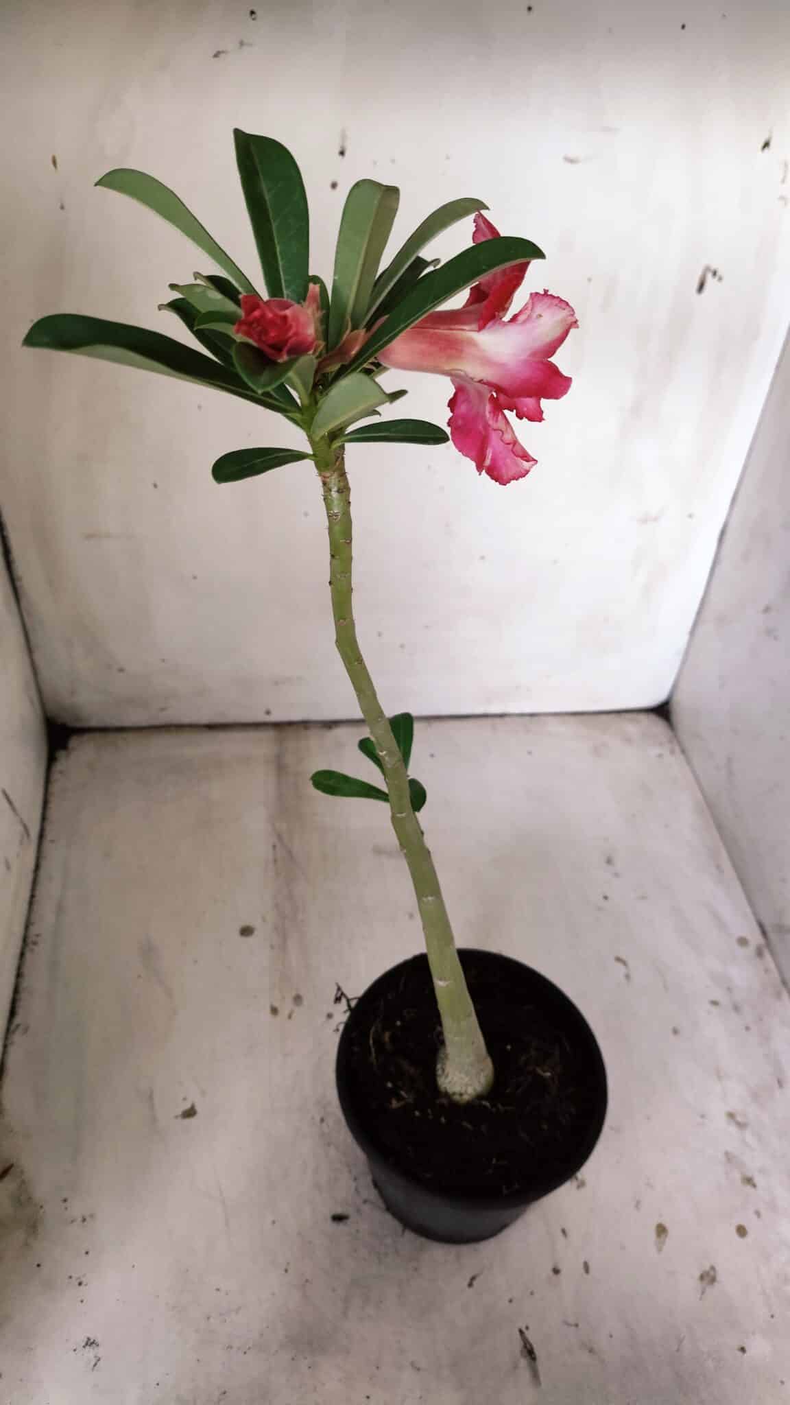Planta Dobrada 3025 – 30cm – 02 anos