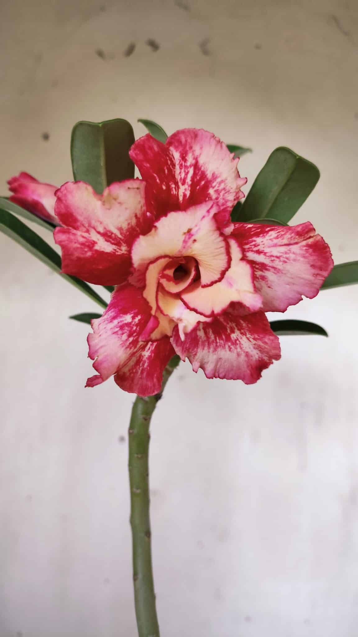 Planta Dobrada 3025 – 30cm – 02 anos