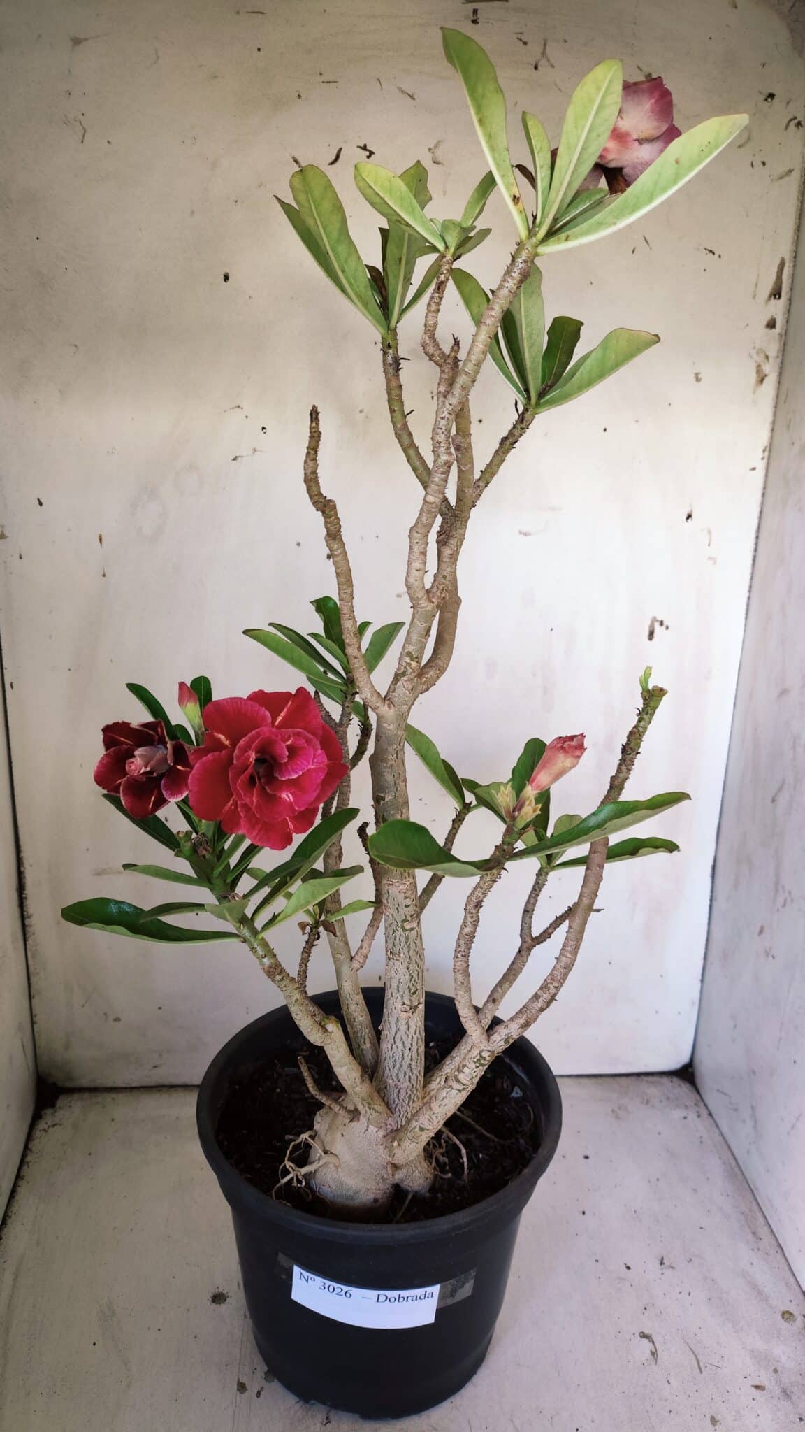 Planta Dobrada 3026 – 50cm – 04 anos