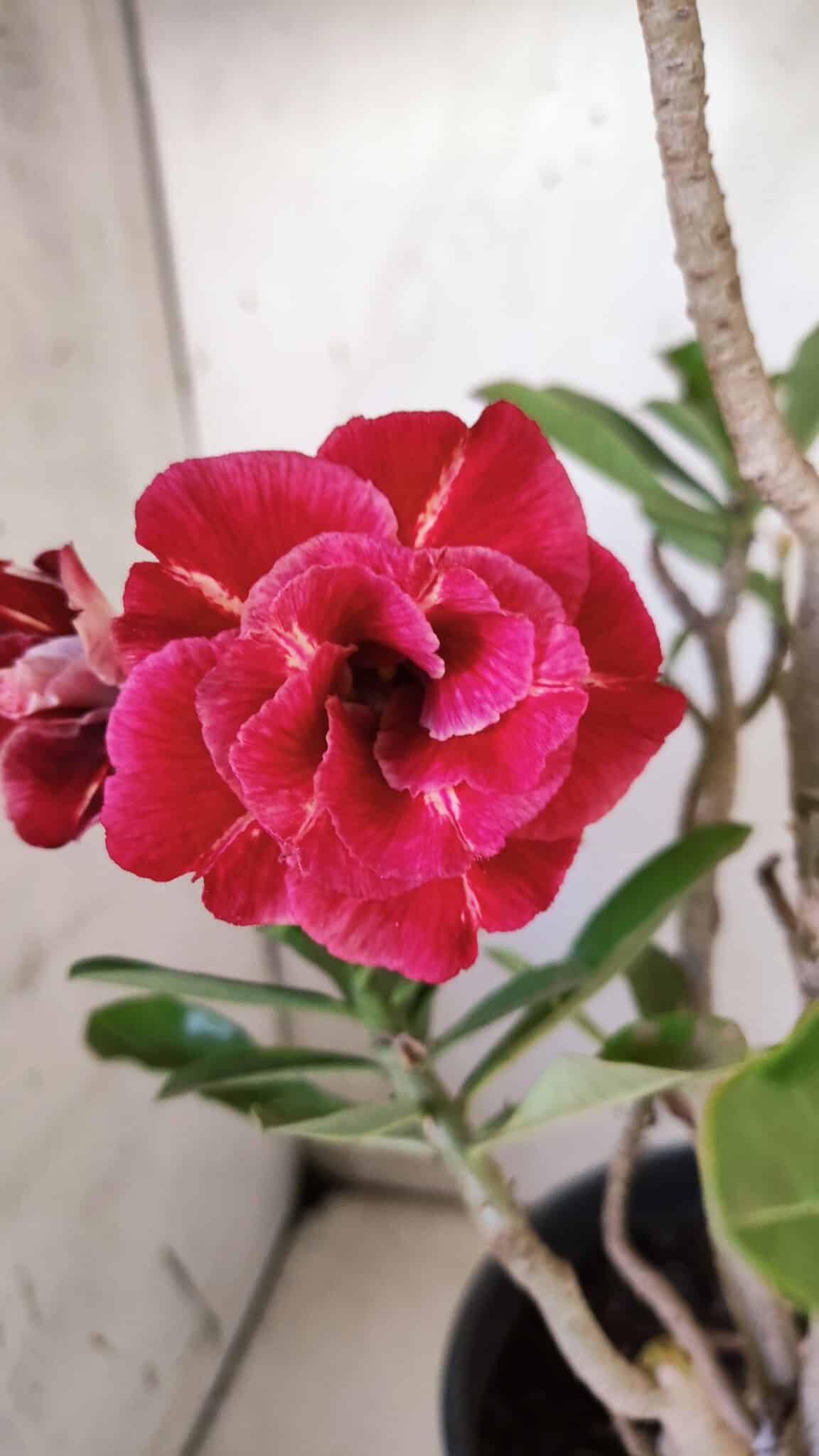 Planta Dobrada 3026 – 50cm – 04 anos