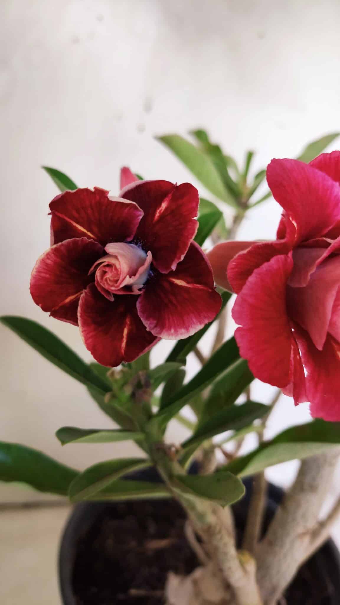 Planta Dobrada 3026 – 50cm – 04 anos