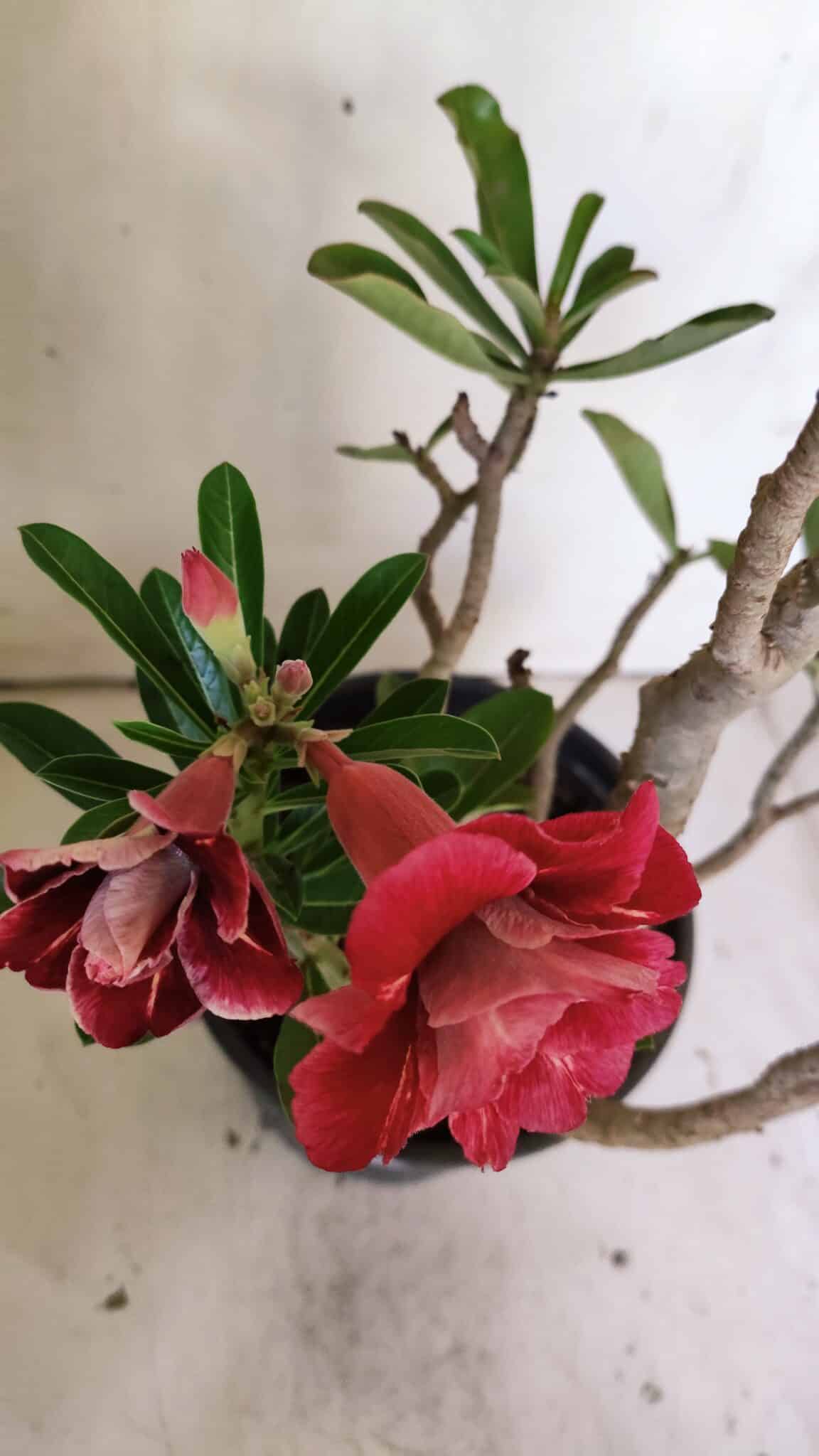 Planta Dobrada 3026 – 50cm – 04 anos