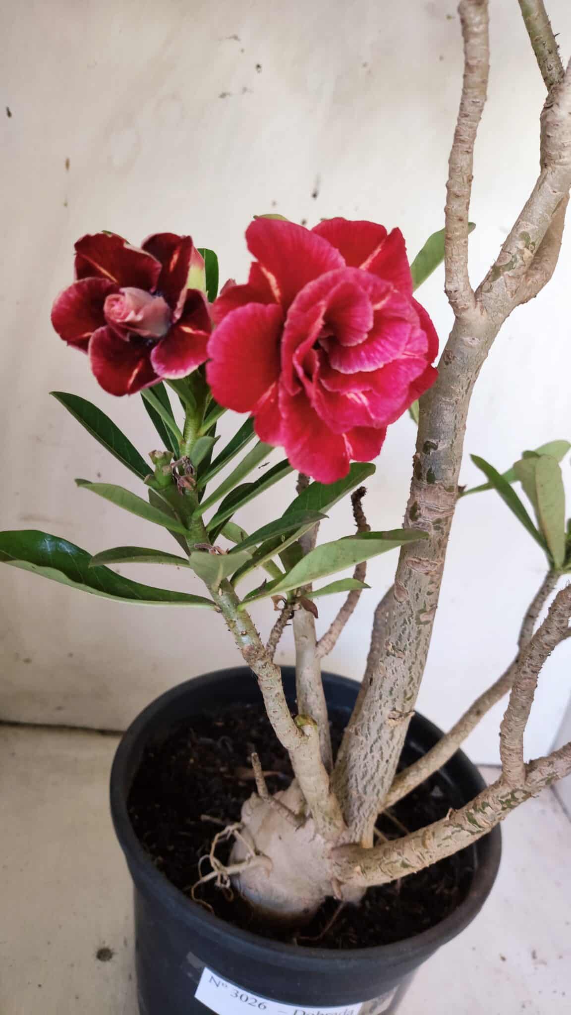 Planta Dobrada 3026 – 50cm – 04 anos