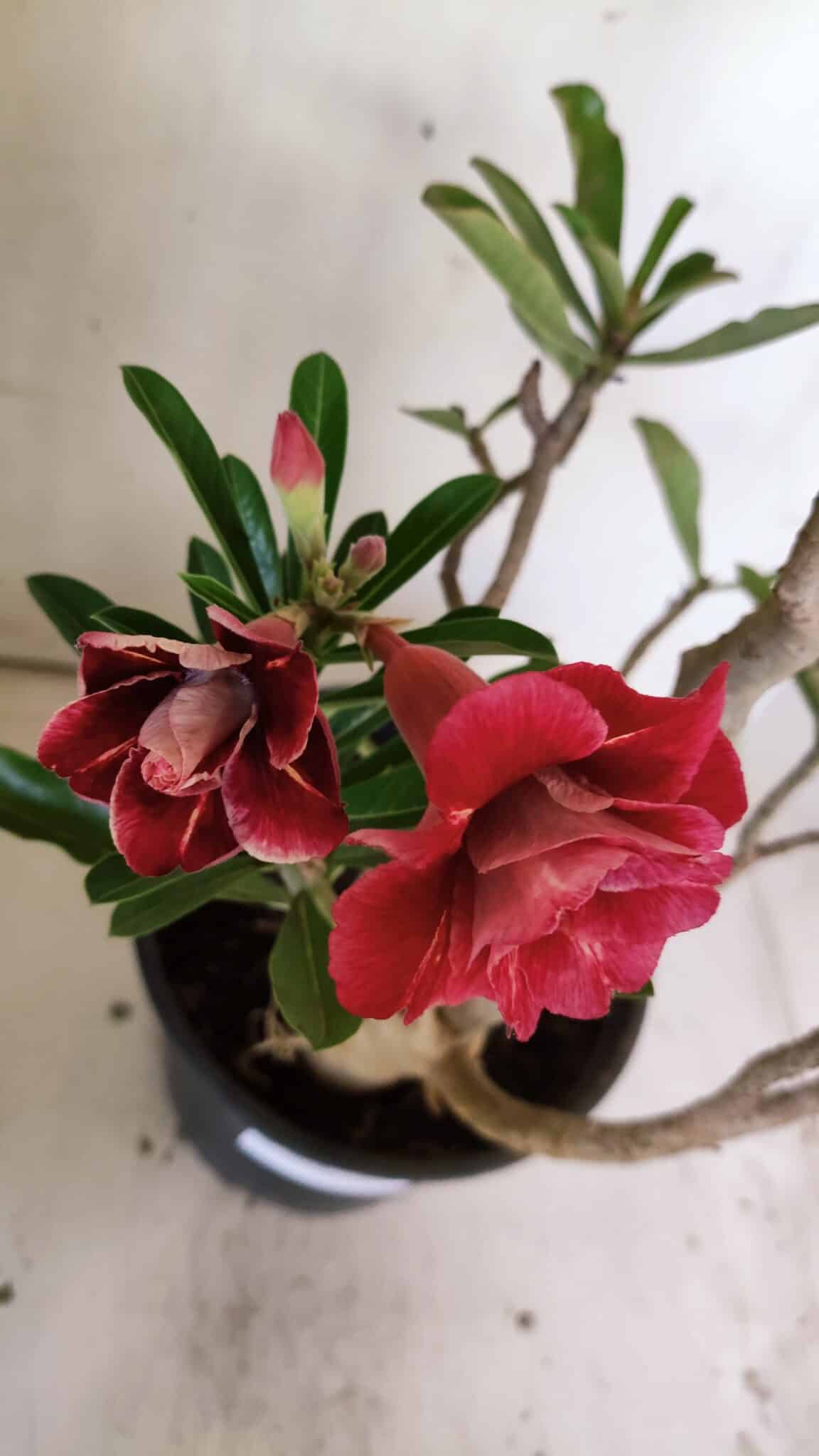Planta Dobrada 3026 – 50cm – 04 anos