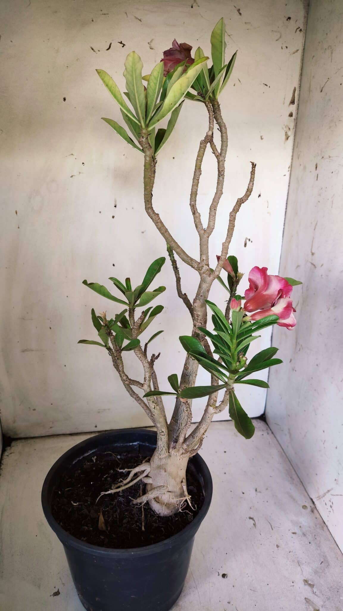 Planta Dobrada 3026 – 50cm – 04 anos