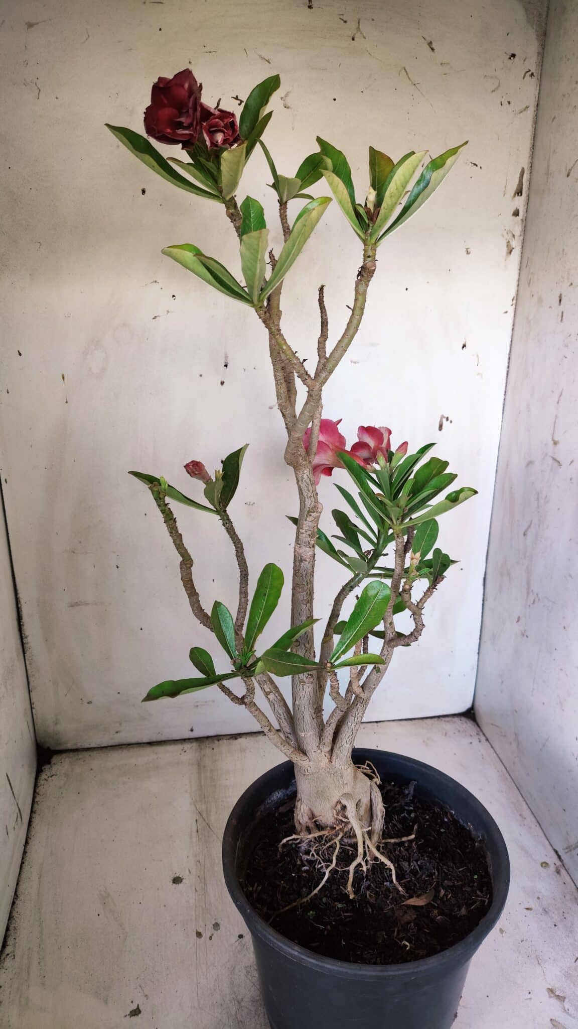 Planta Dobrada 3026 – 50cm – 04 anos