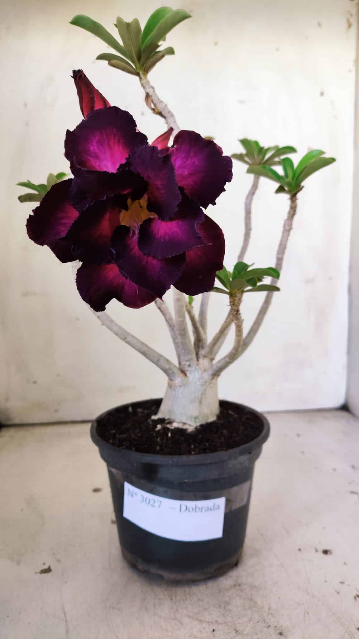 Planta Dobrada 3027 – 35cm – 03 anos