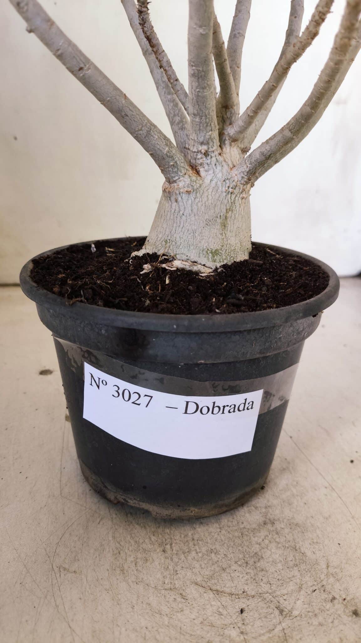 Planta Dobrada 3027 – 35cm – 03 anos