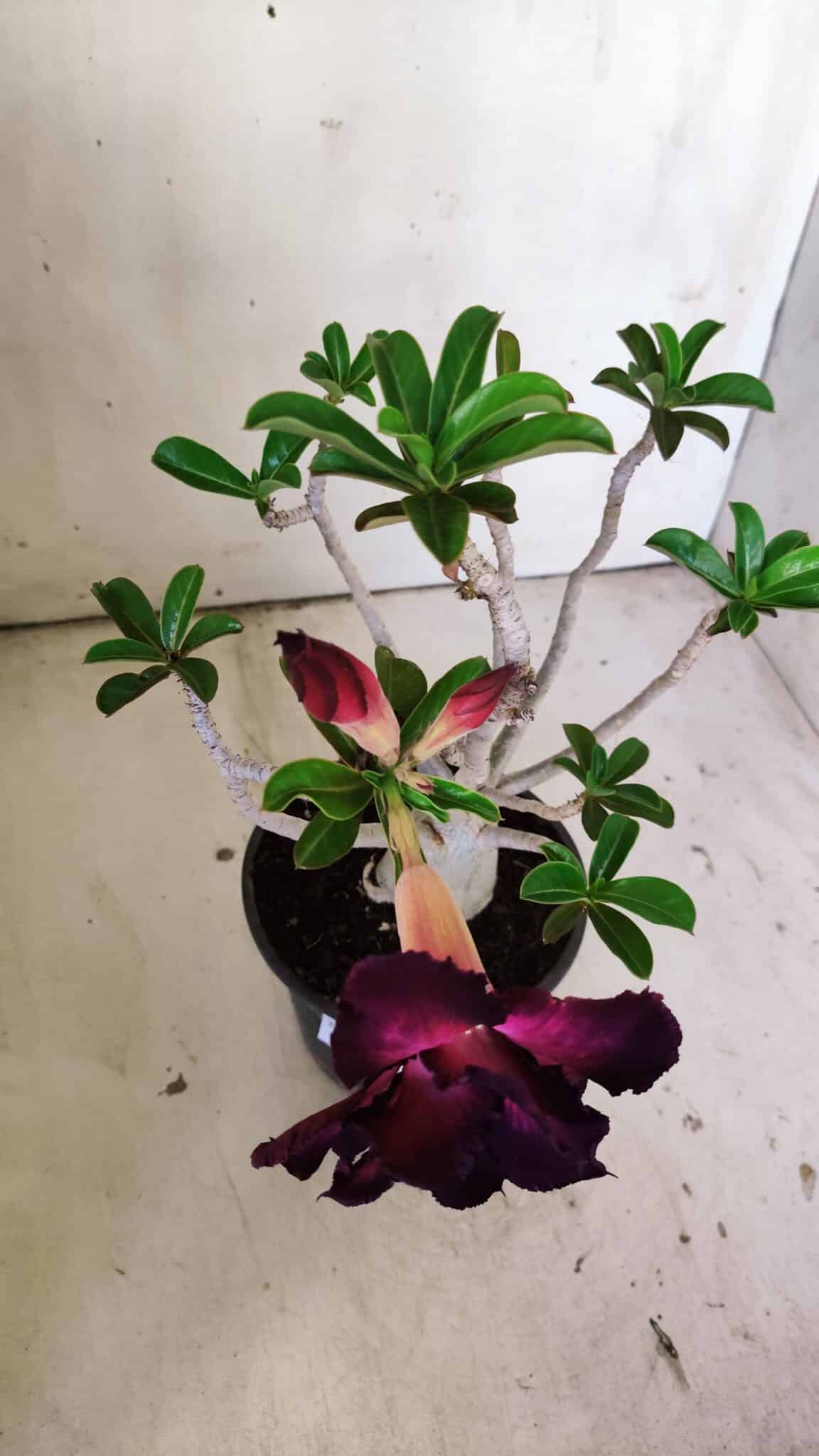 Planta Dobrada 3027 – 35cm – 03 anos
