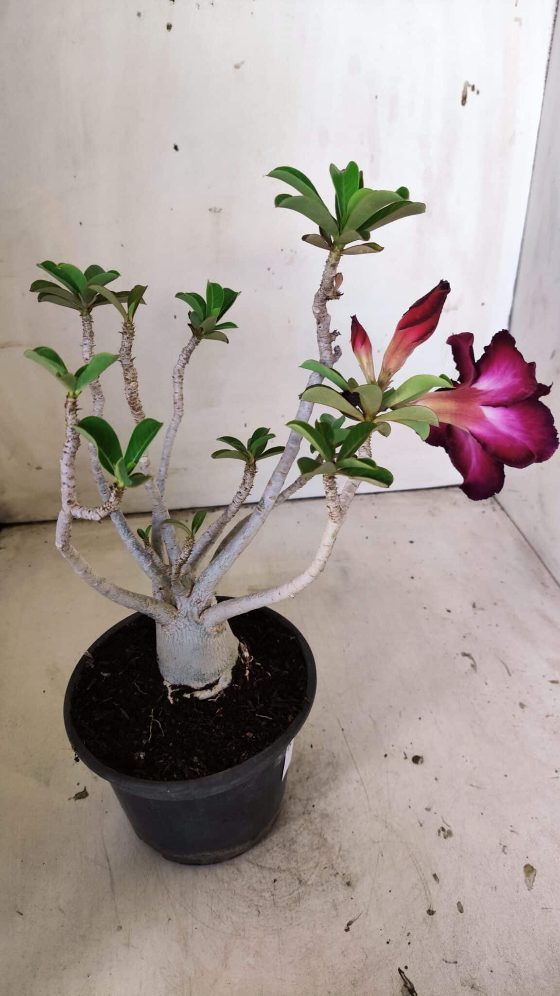 Planta Dobrada 3027 – 35cm – 03 anos