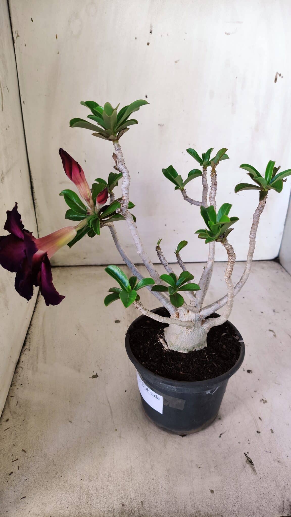 Planta Dobrada 3027 – 35cm – 03 anos