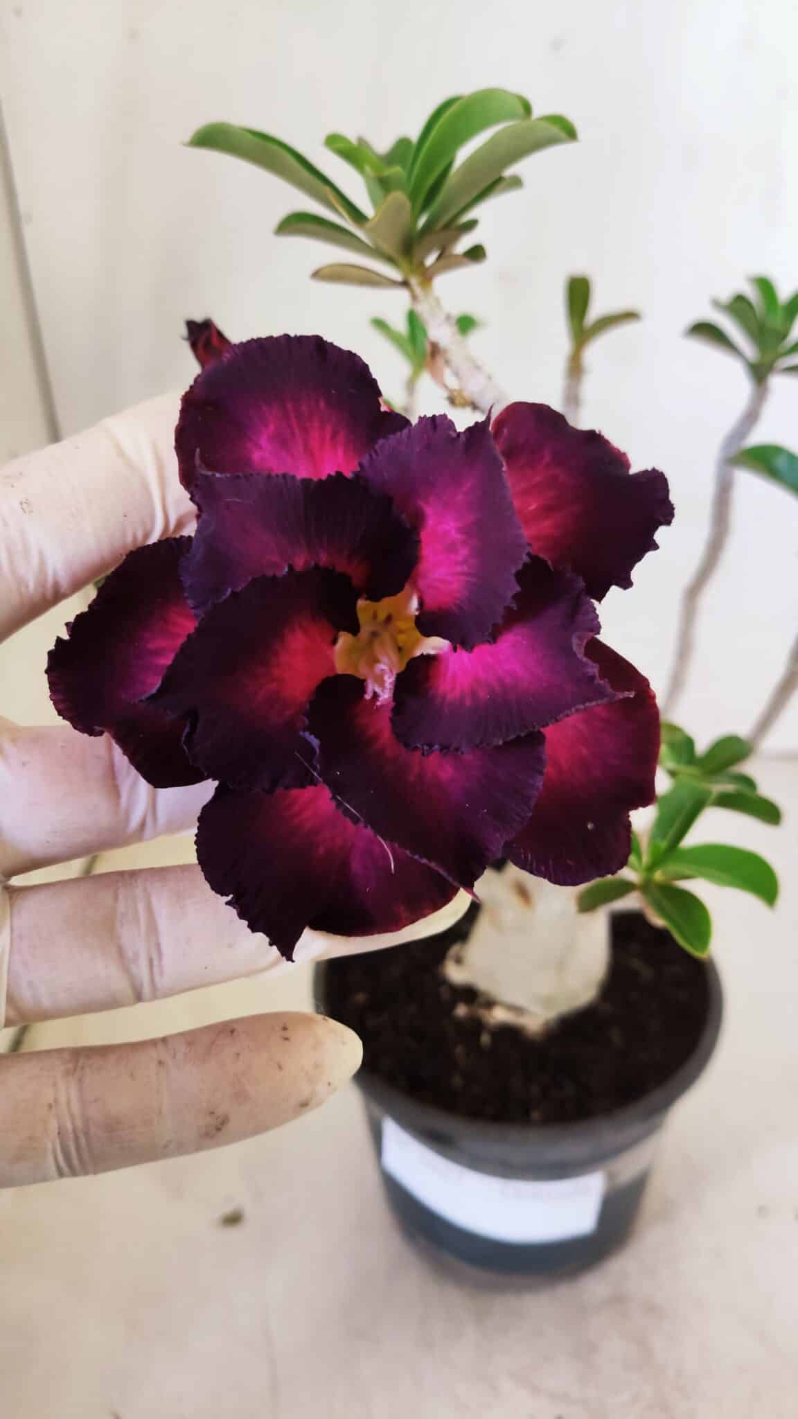 Planta Dobrada 3027 – 35cm – 03 anos