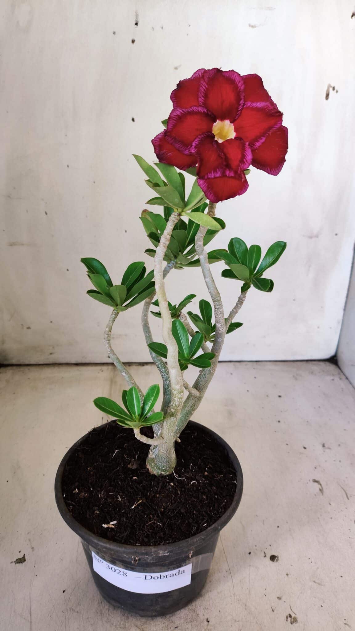 Planta Dobrada 3028 – 30cm – 02 anos