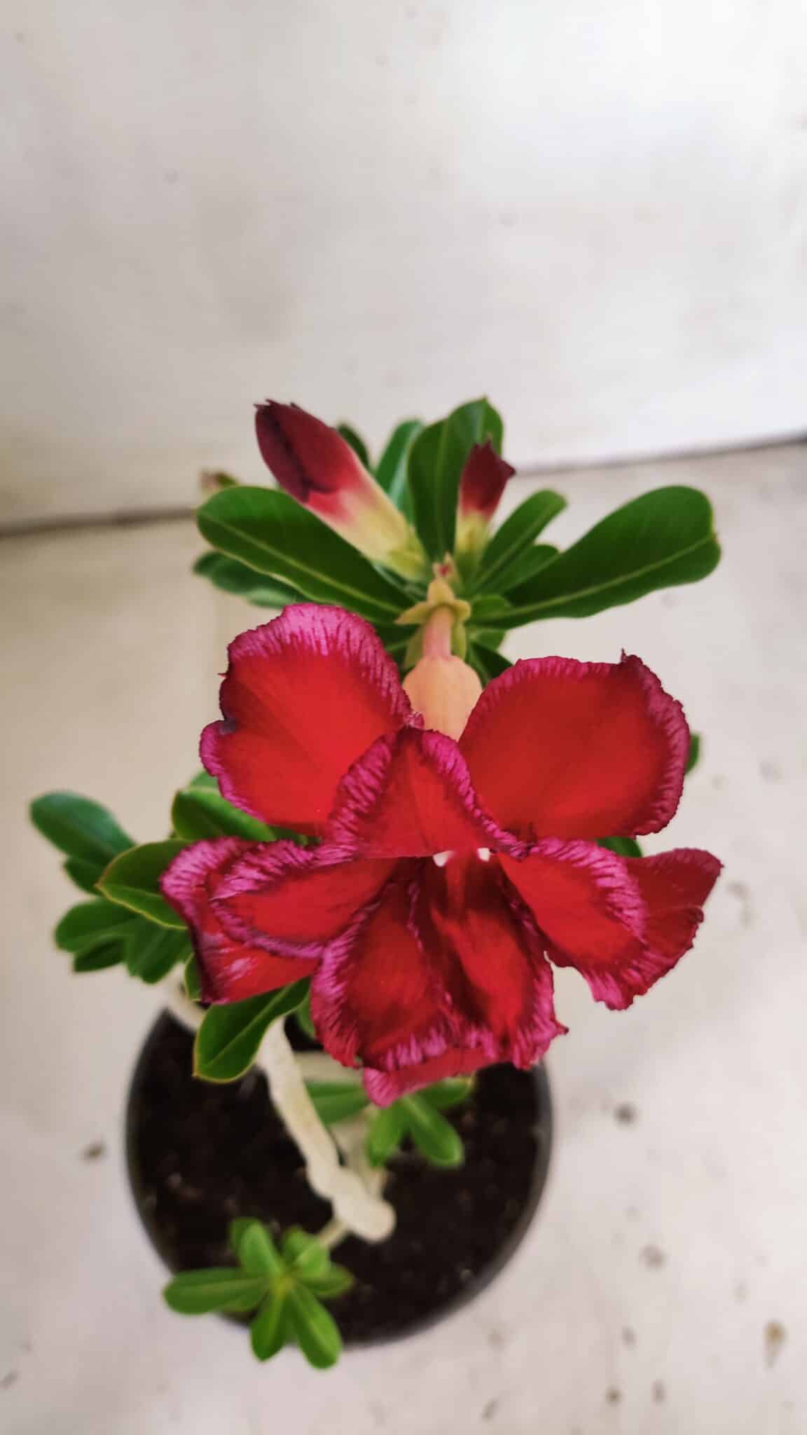 Planta Dobrada 3028 – 30cm – 02 anos