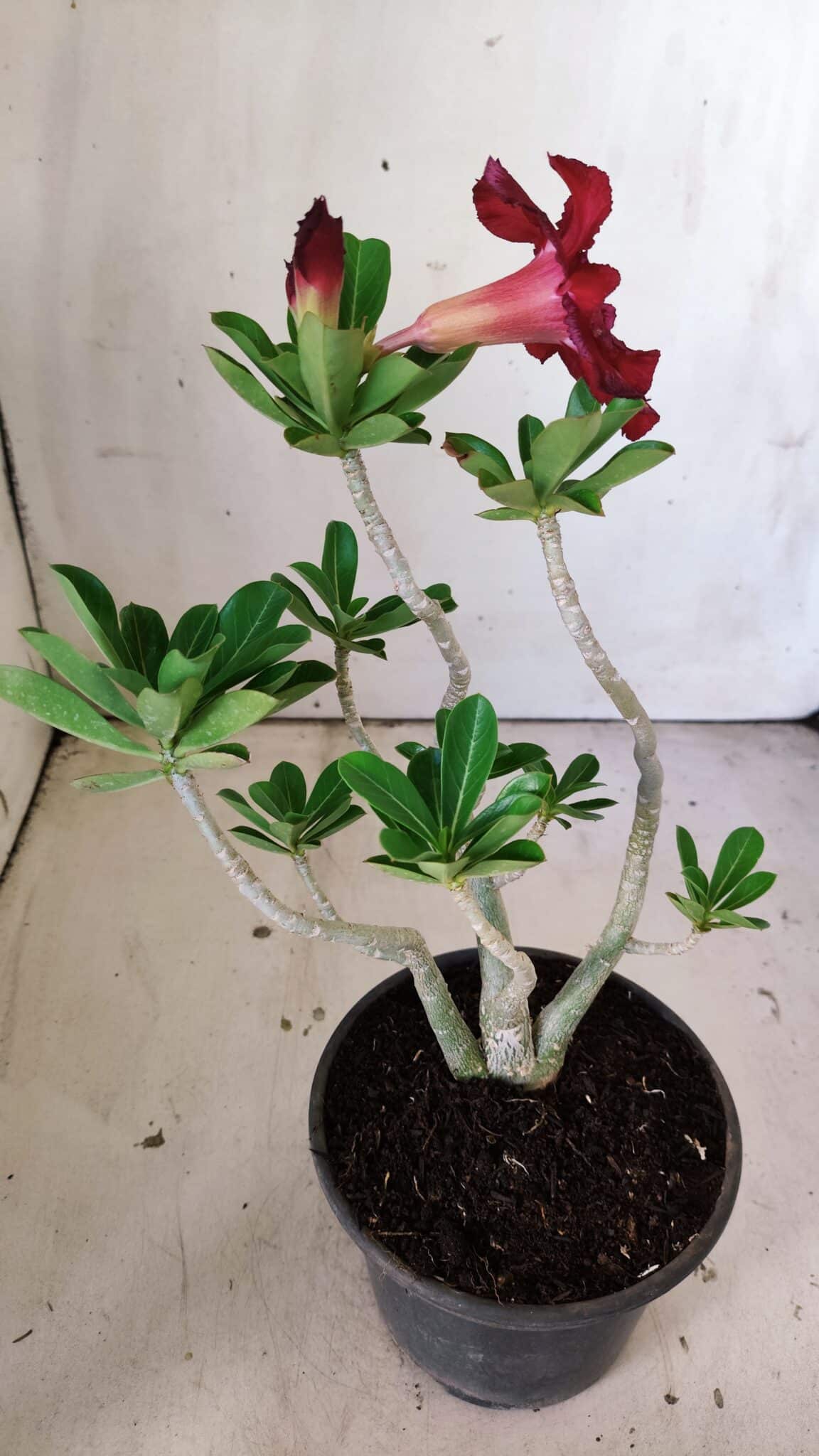 Planta Dobrada 3028 – 30cm – 02 anos