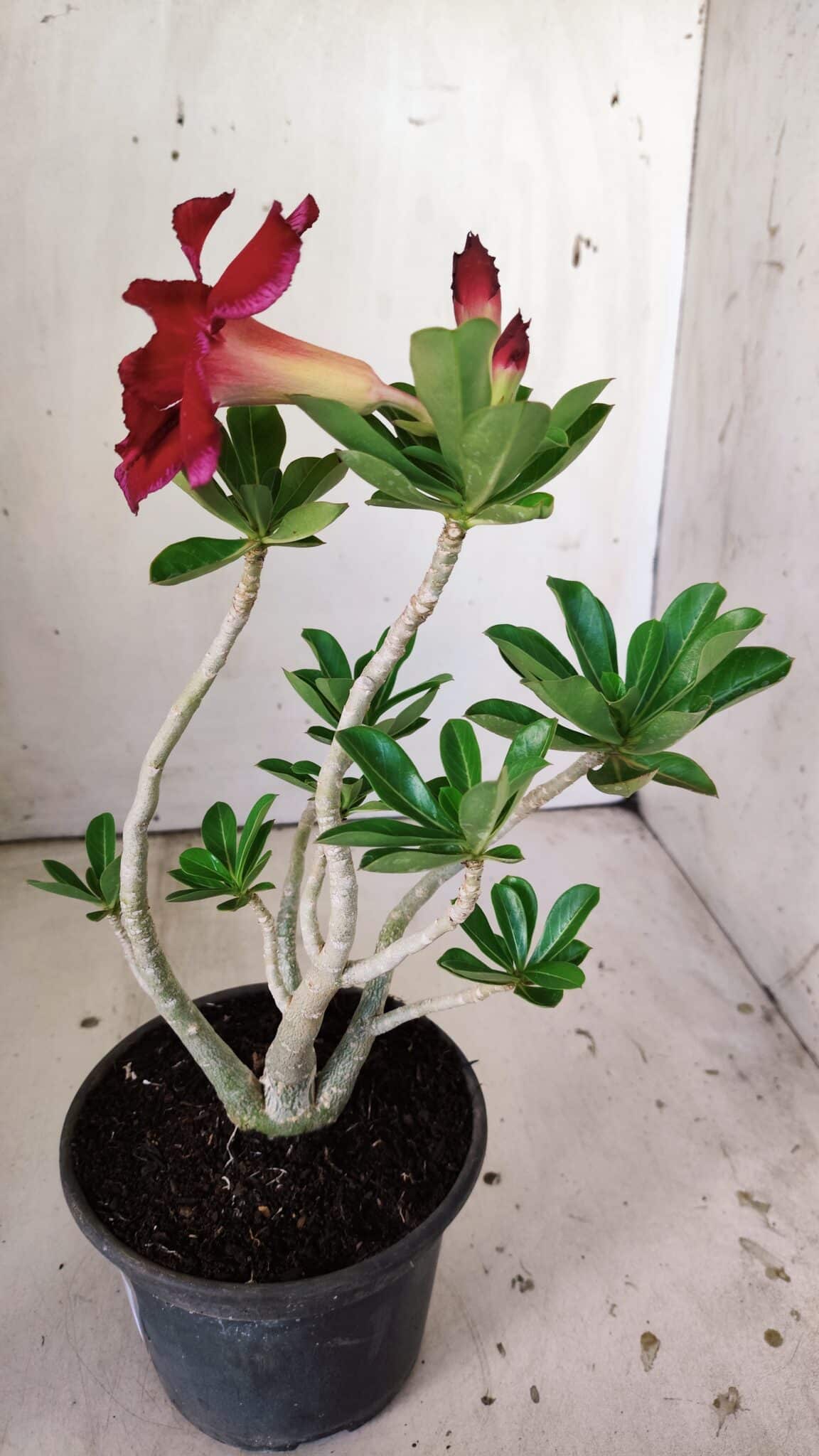 Planta Dobrada 3028 – 30cm – 02 anos
