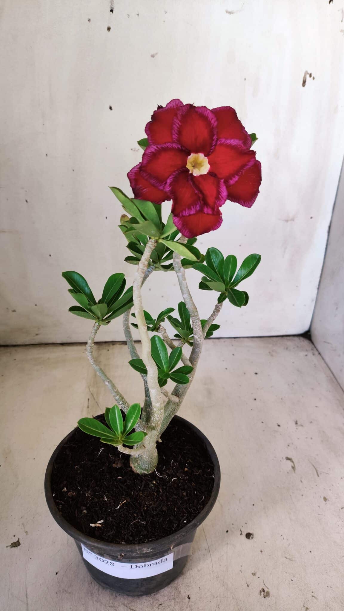 Planta Dobrada 3028 – 30cm – 02 anos