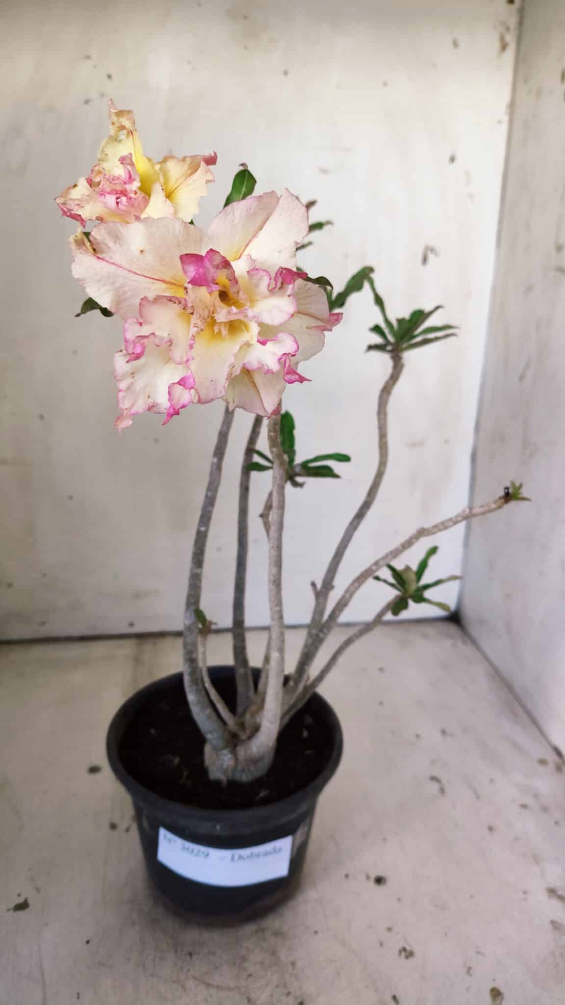 Planta Dobrada 3029 – 35cm – 03 anos