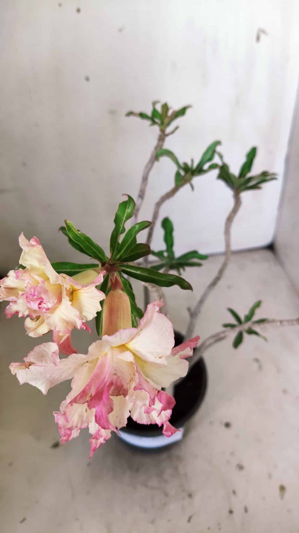 Planta Dobrada 3029 – 35cm – 03 anos