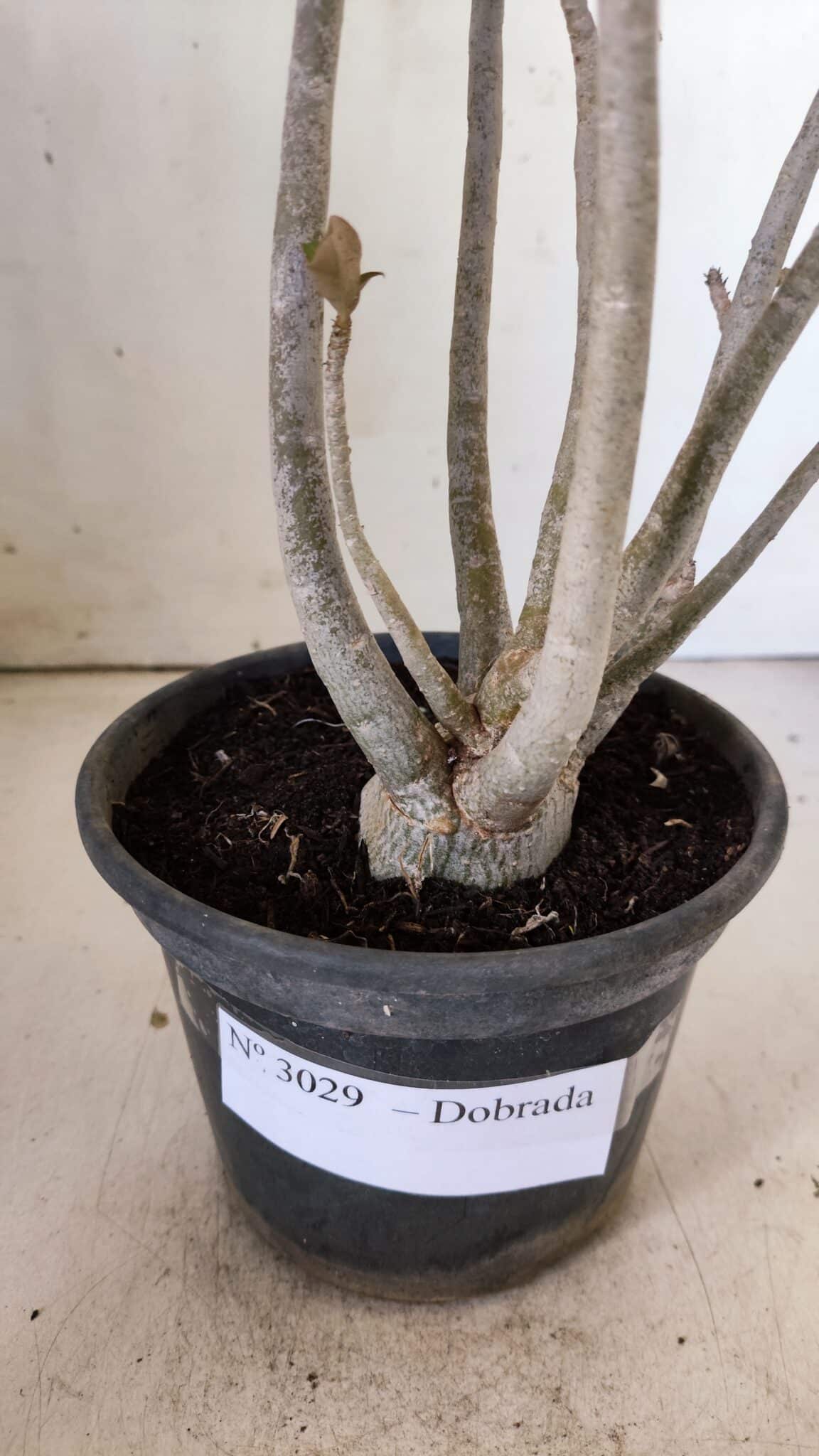 Planta Dobrada 3029 – 35cm – 03 anos