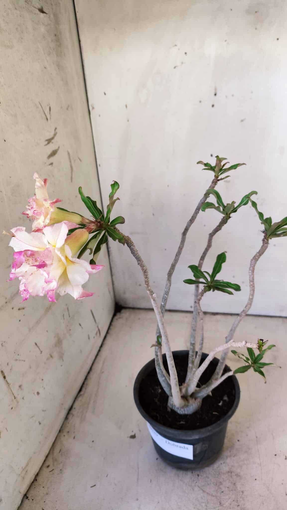 Planta Dobrada 3029 – 35cm – 03 anos