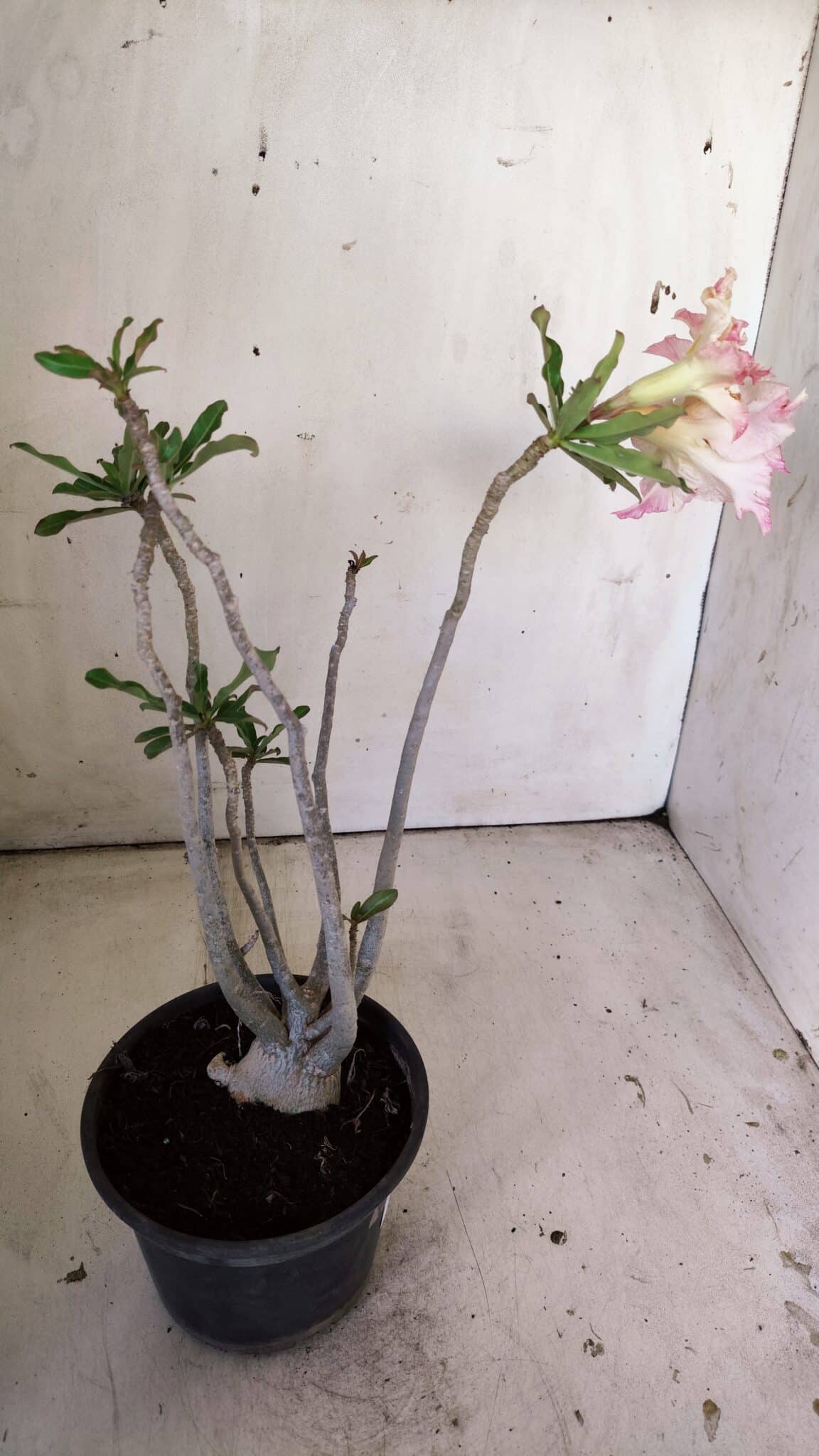 Planta Dobrada 3029 – 35cm – 03 anos