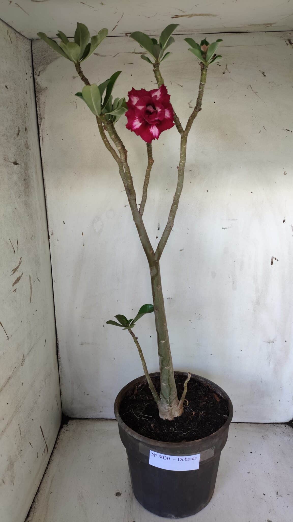 Planta Dobrada 3030 – 65cm – 04 anos
