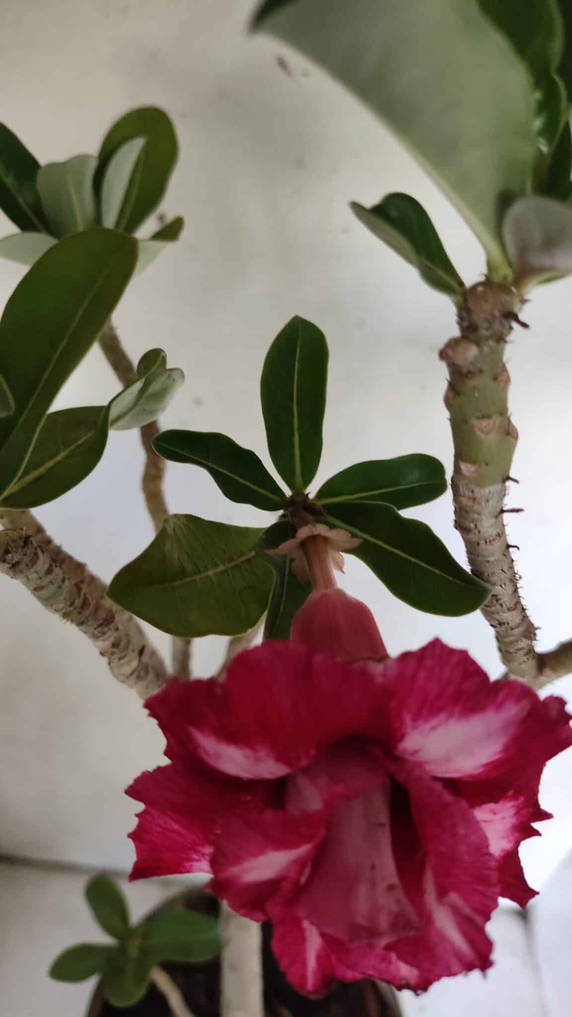Planta Dobrada 3030 – 65cm – 04 anos