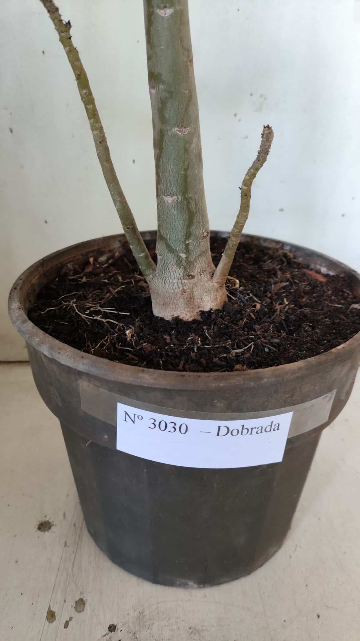 Planta Dobrada 3030 – 65cm – 04 anos