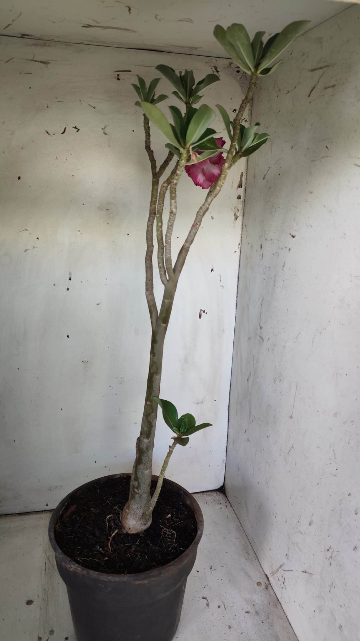 Planta Dobrada 3030 – 65cm – 04 anos