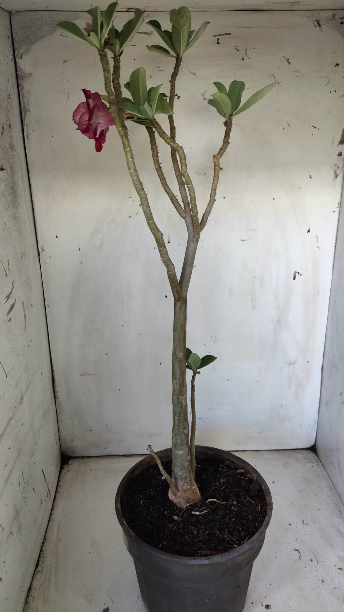 Planta Dobrada 3030 – 65cm – 04 anos