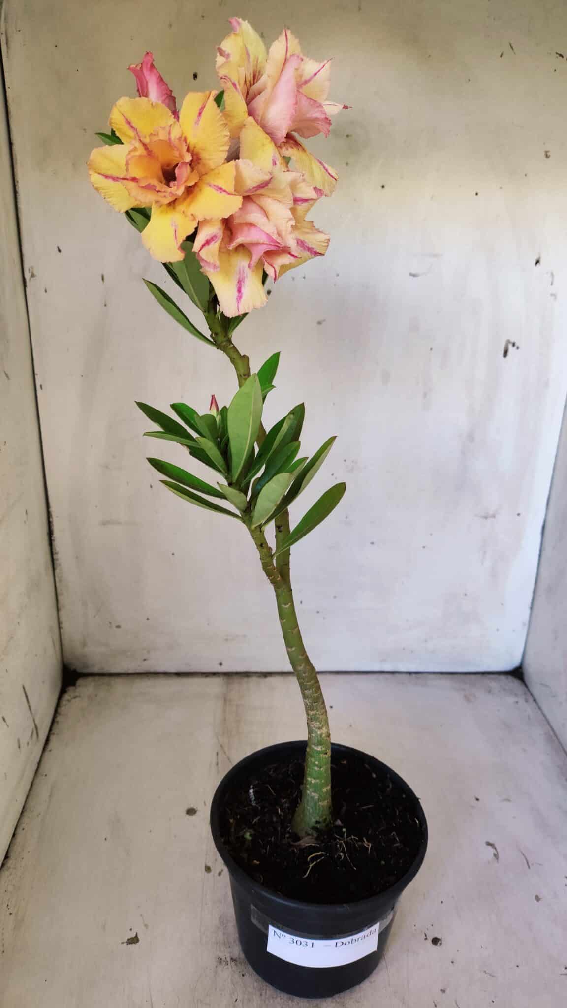 Planta Dobrada 3031 – 35cm – 02 anos