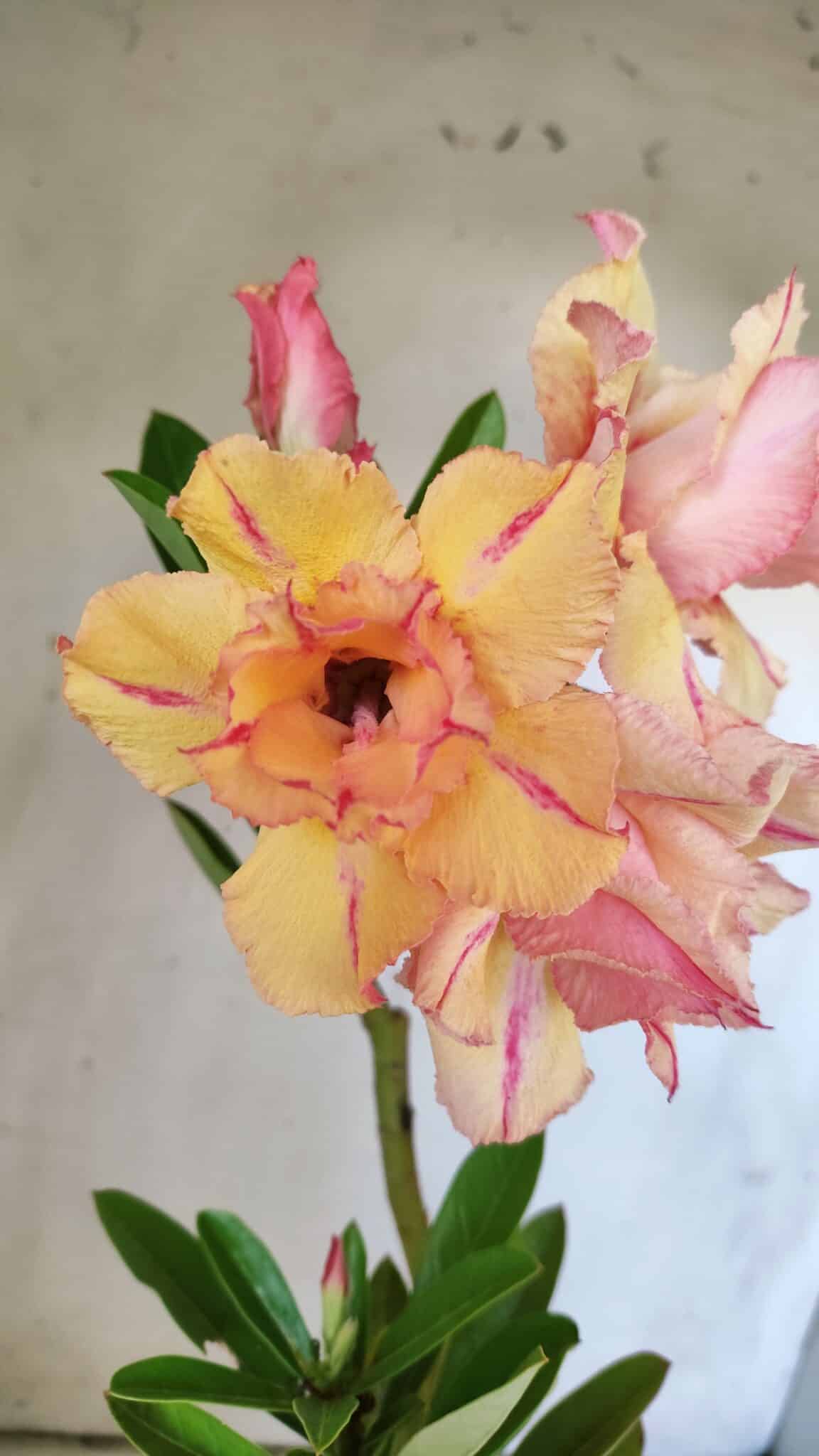 Planta Dobrada 3031 – 35cm – 02 anos