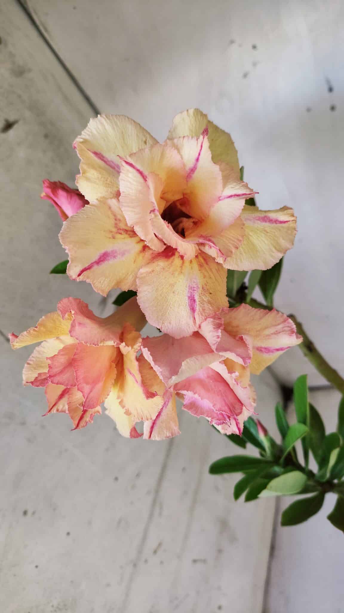 Planta Dobrada 3031 – 35cm – 02 anos