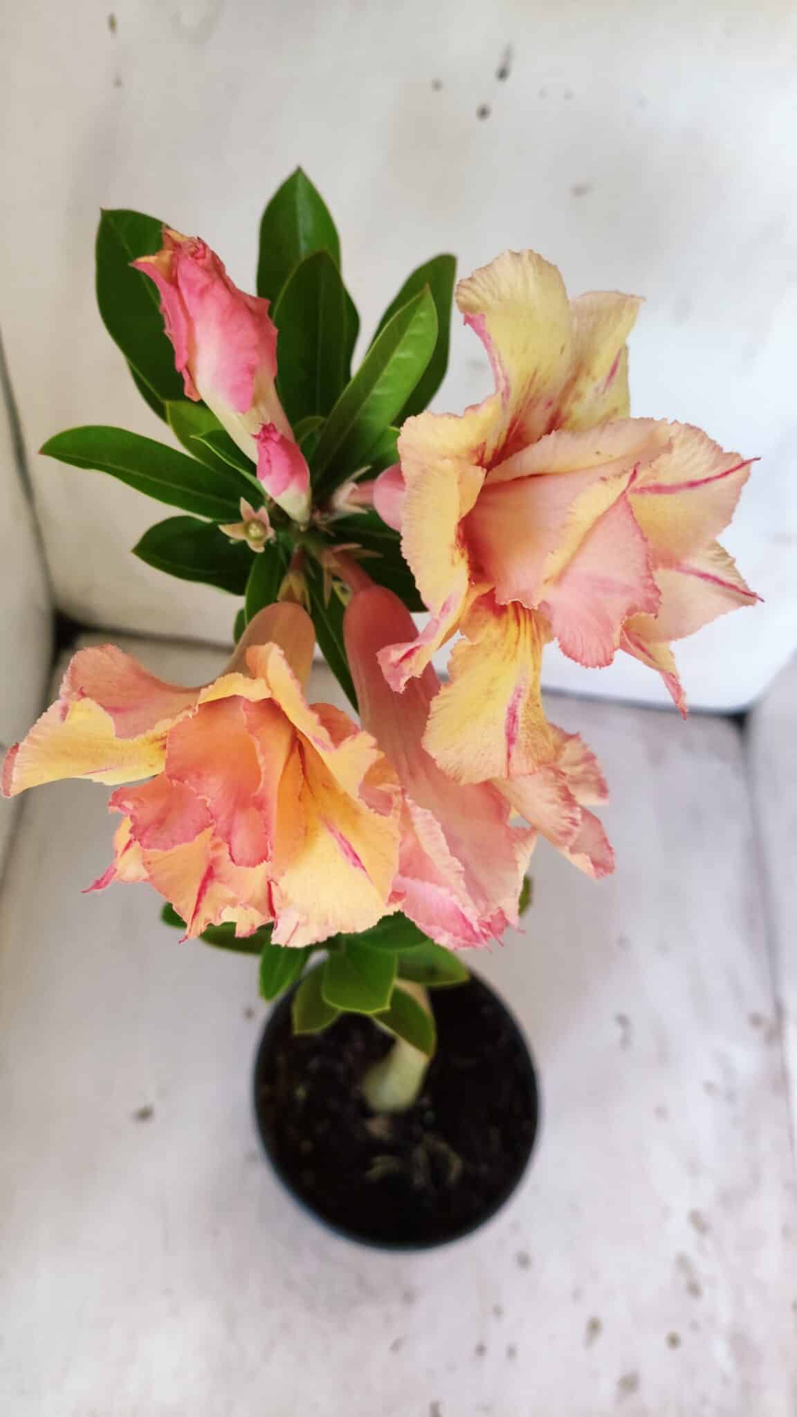 Planta Dobrada 3031 – 35cm – 02 anos