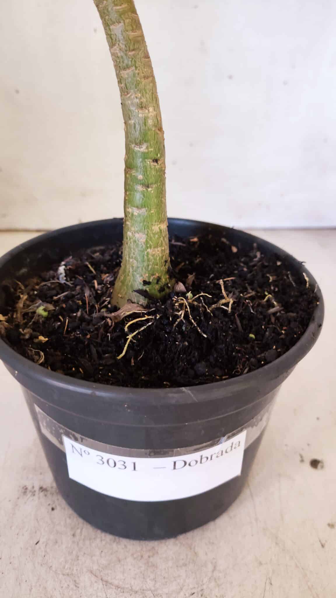 Planta Dobrada 3031 – 35cm – 02 anos