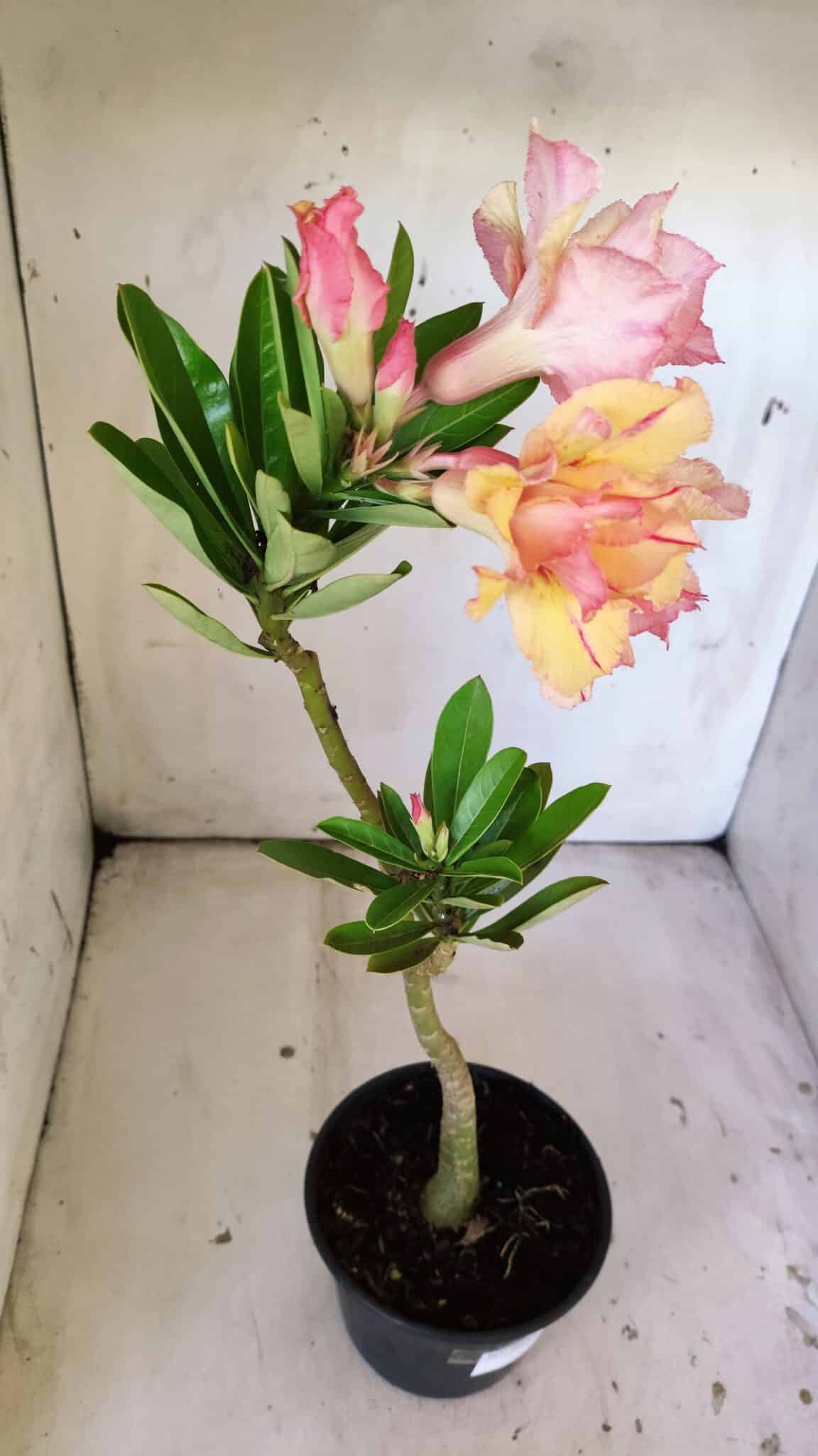 Planta Dobrada 3031 – 35cm – 02 anos
