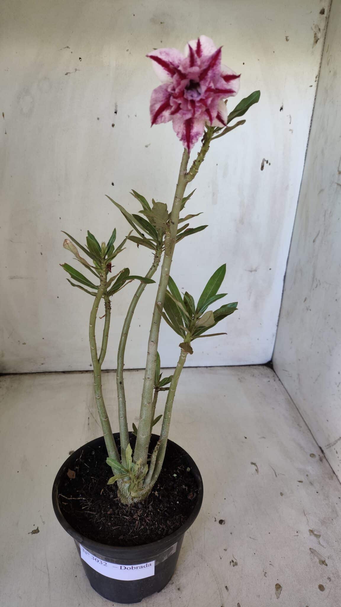 Planta Dobrada 3032 – 35cm – 03 anos
