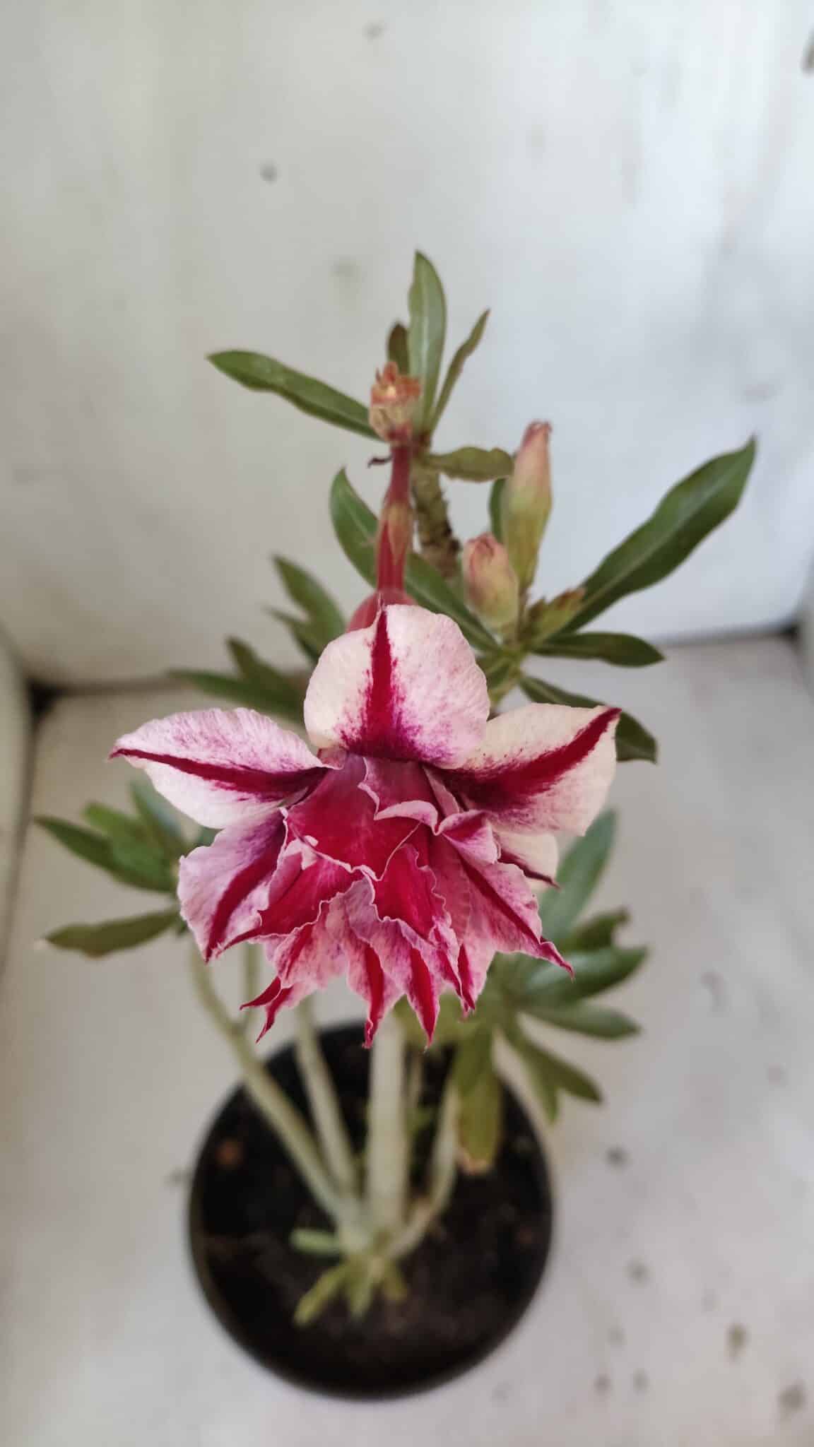 Planta Dobrada 3032 – 35cm – 03 anos