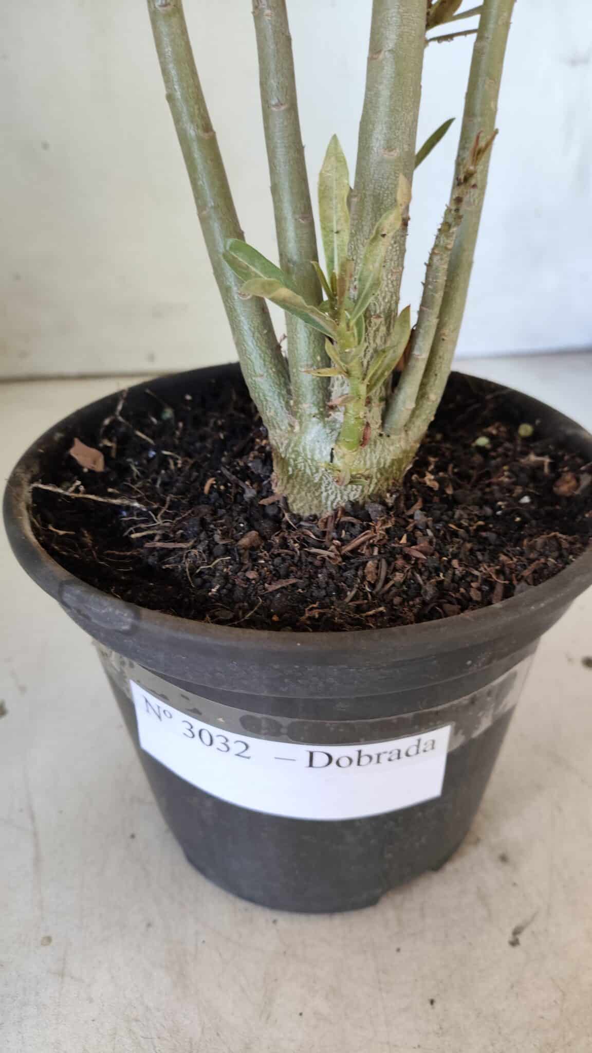 Planta Dobrada 3032 – 35cm – 03 anos