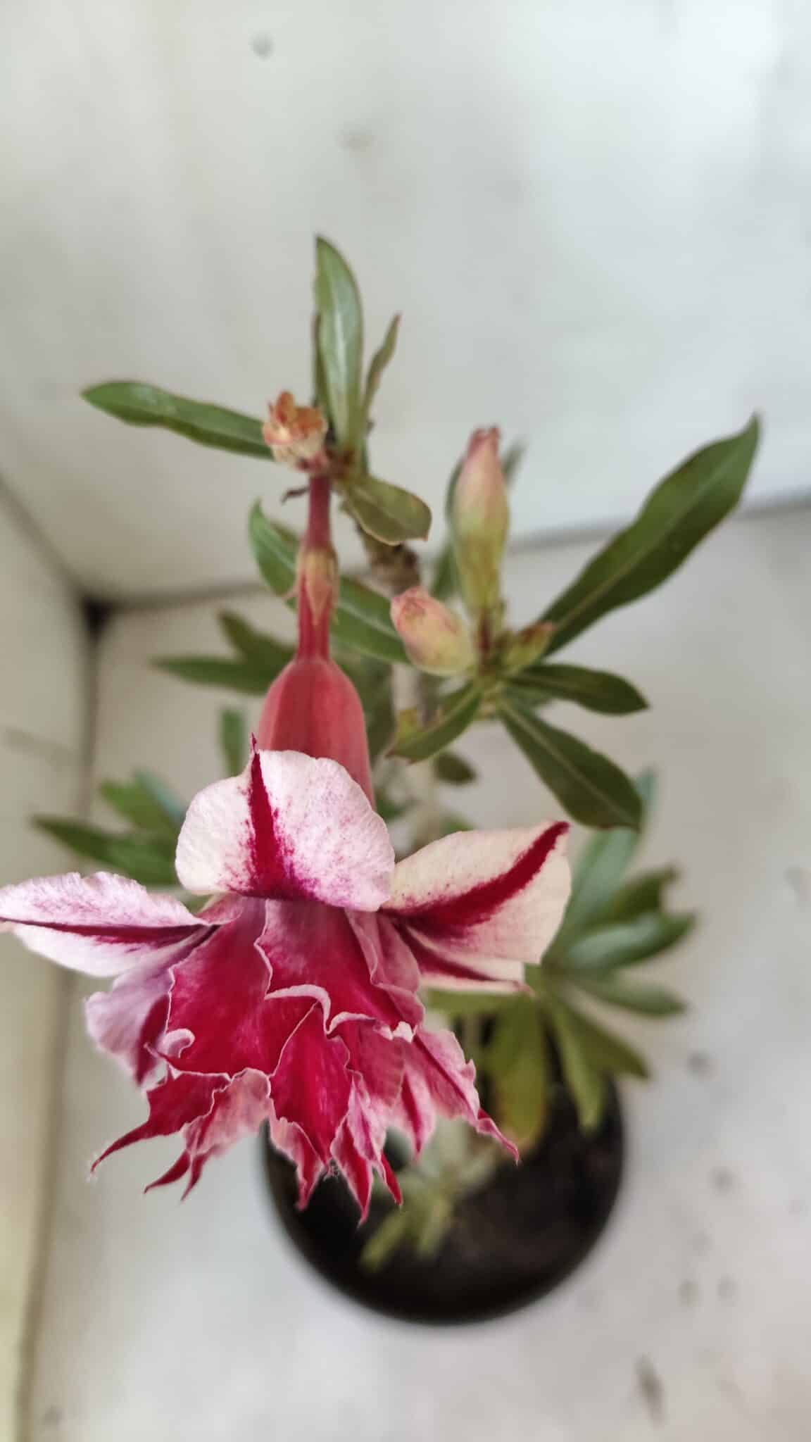 Planta Dobrada 3032 – 35cm – 03 anos