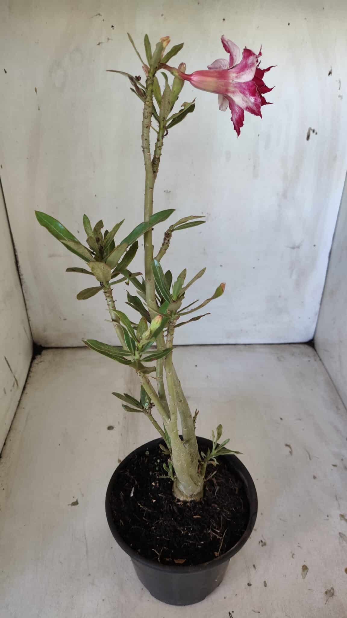 Planta Dobrada 3032 – 35cm – 03 anos