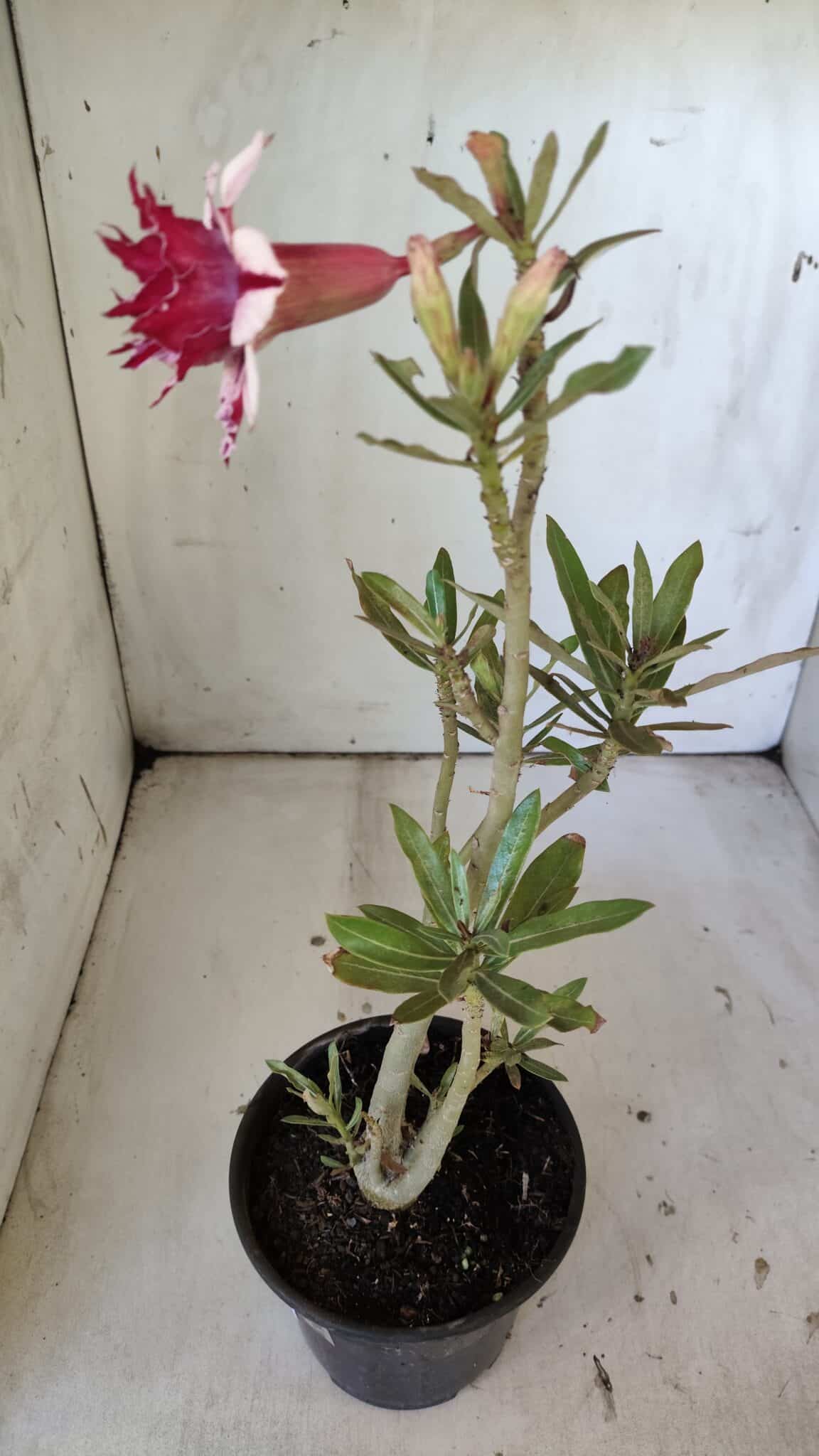 Planta Dobrada 3032 – 35cm – 03 anos