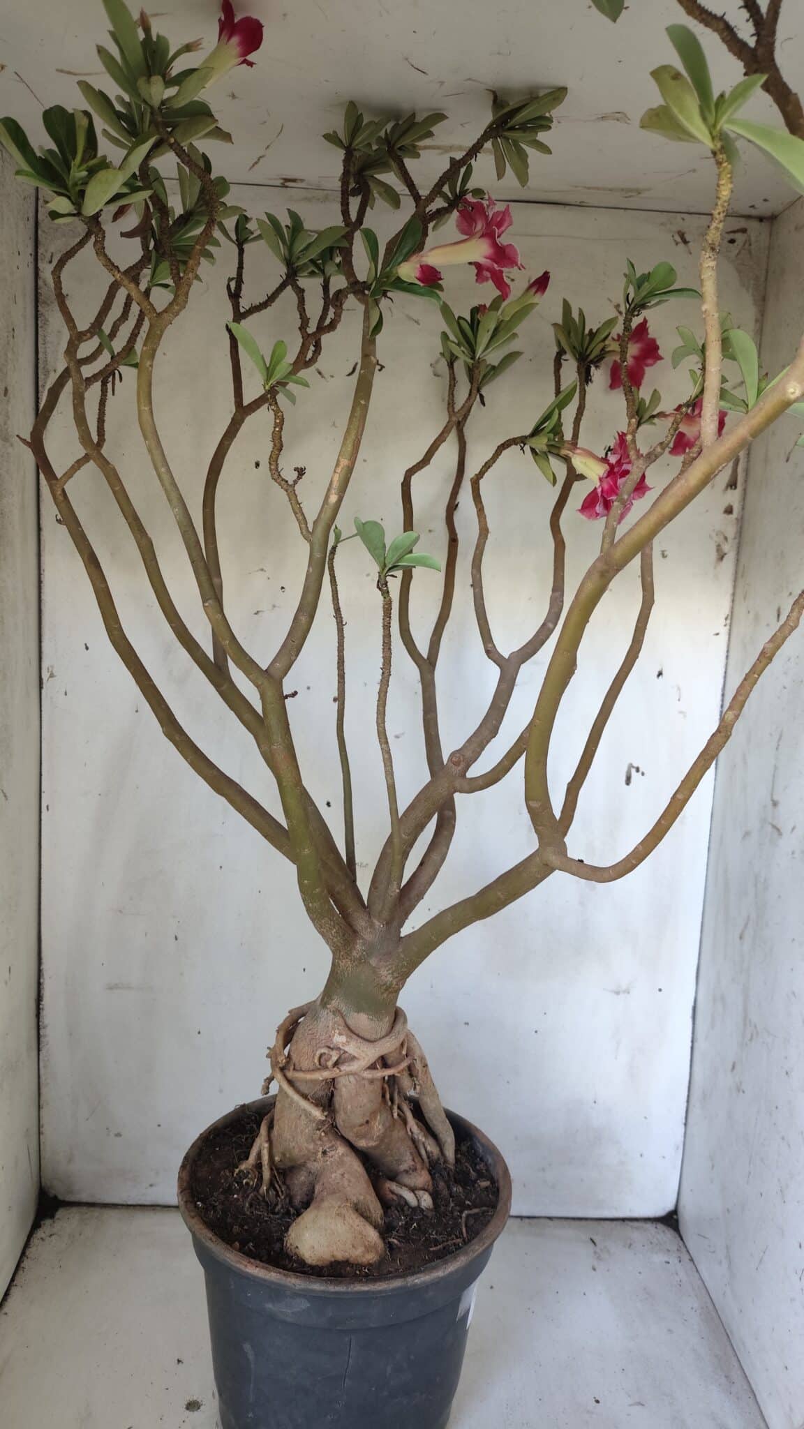 Planta Dobrada 3033 – 70cm – 06 anos