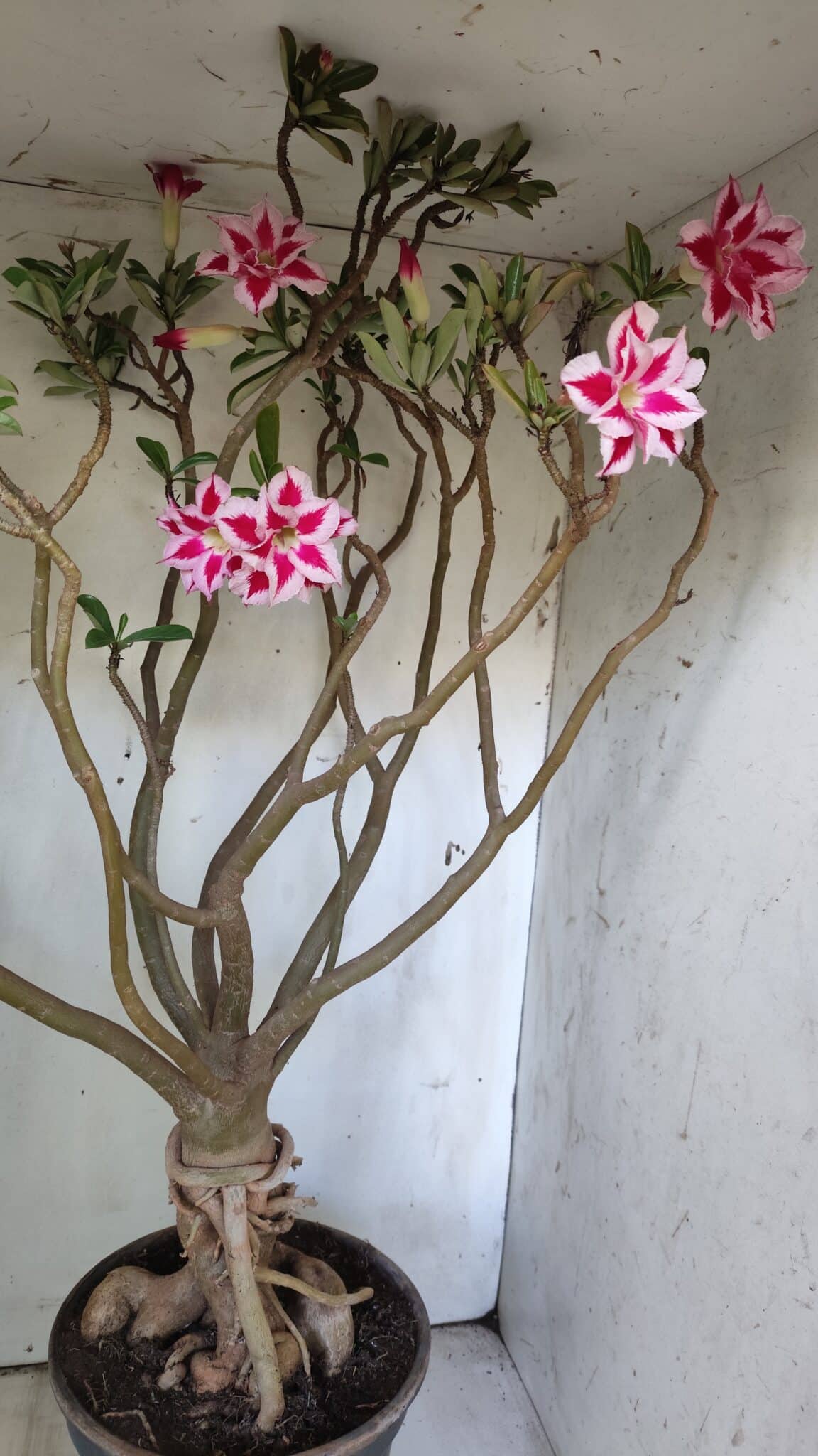 Planta Dobrada 3033 – 70cm – 06 anos