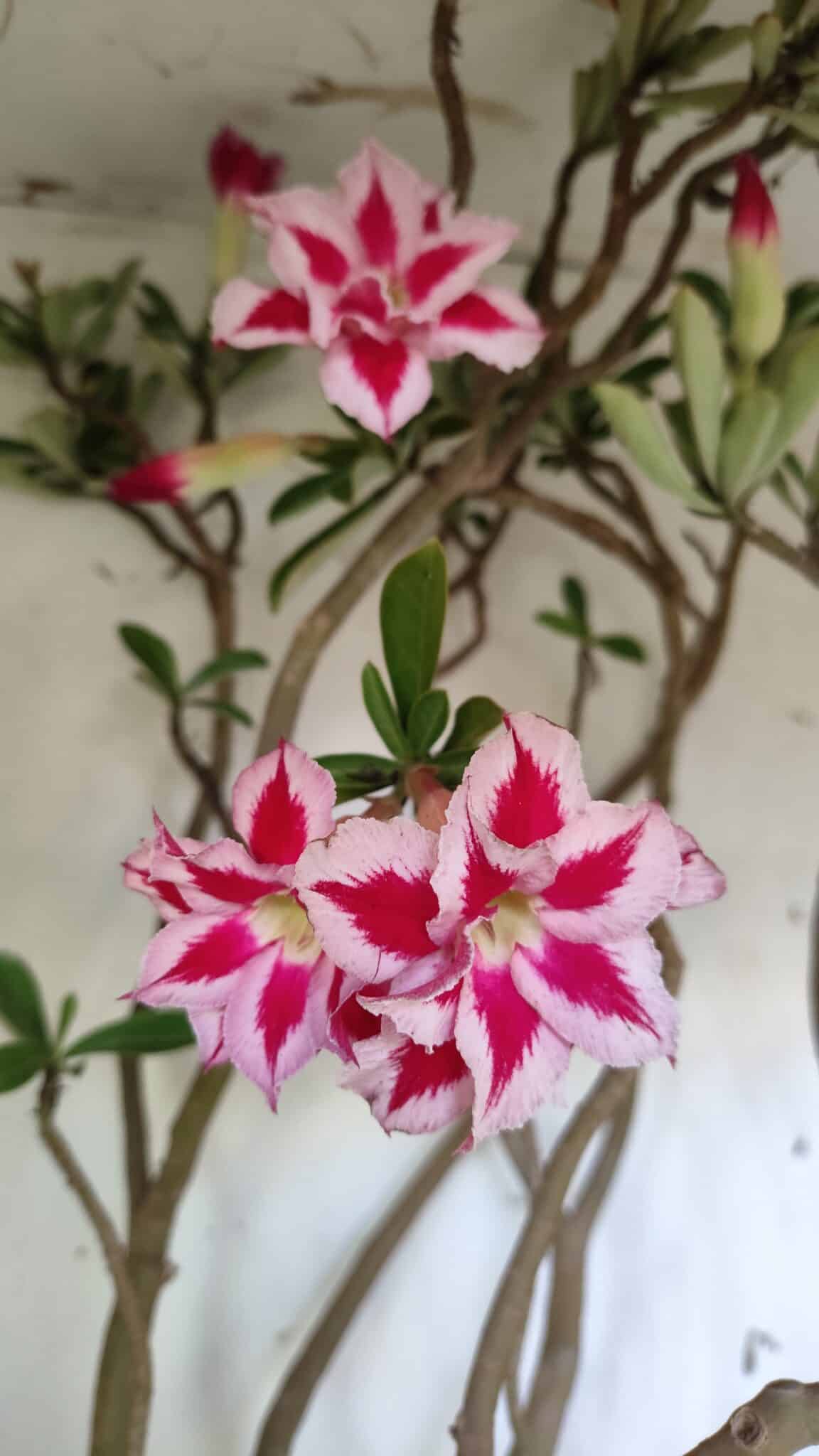 Planta Dobrada 3033 – 70cm – 06 anos