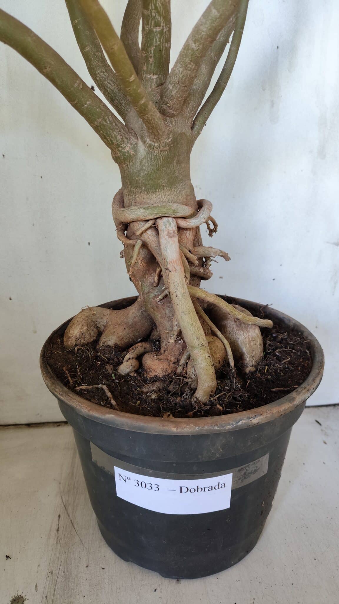 Planta Dobrada 3033 – 70cm – 06 anos