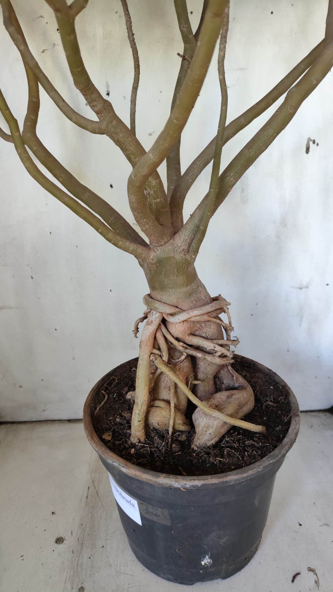 Planta Dobrada 3033 – 70cm – 06 anos