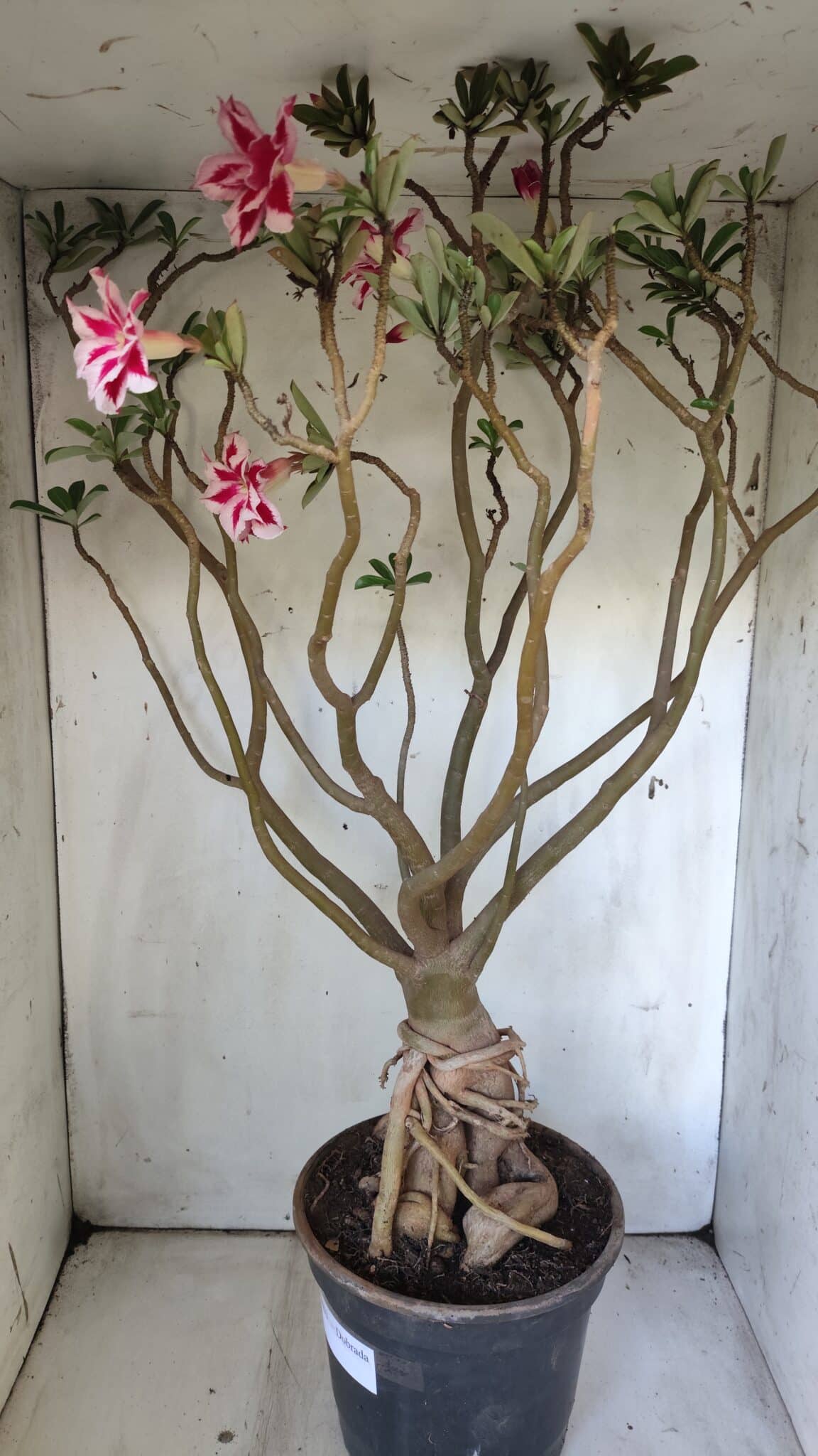 Planta Dobrada 3033 – 70cm – 06 anos